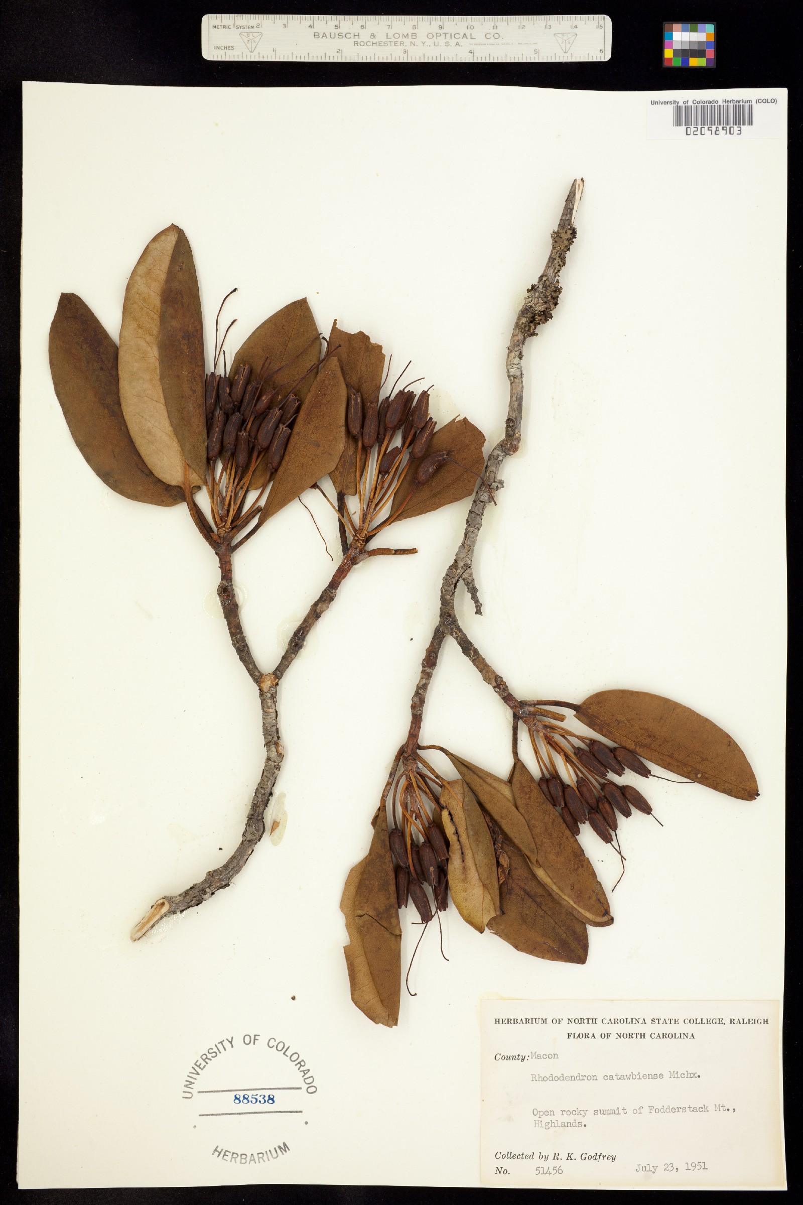 Rhododendron catawbiense image