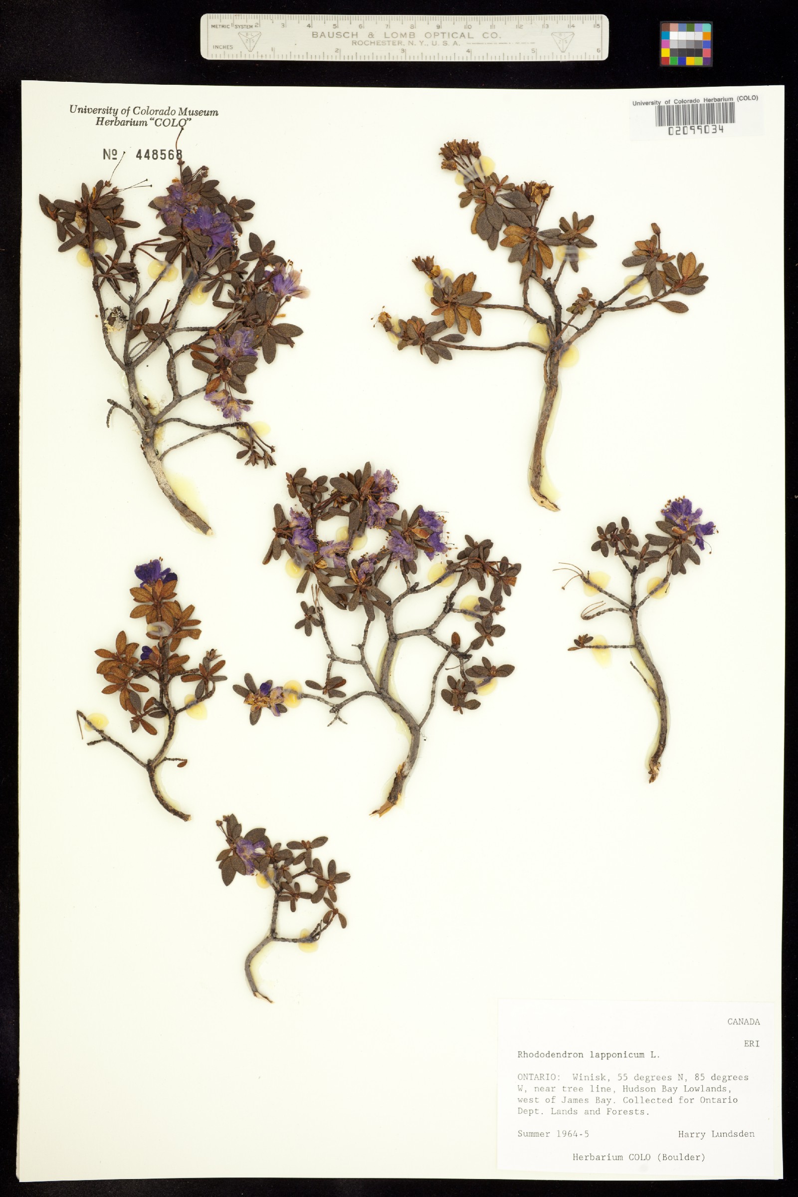 Rhododendron lapponicum image