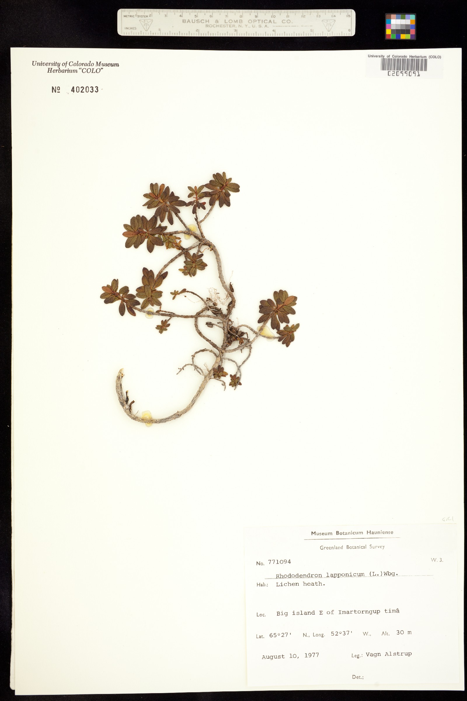 Rhododendron lapponicum image