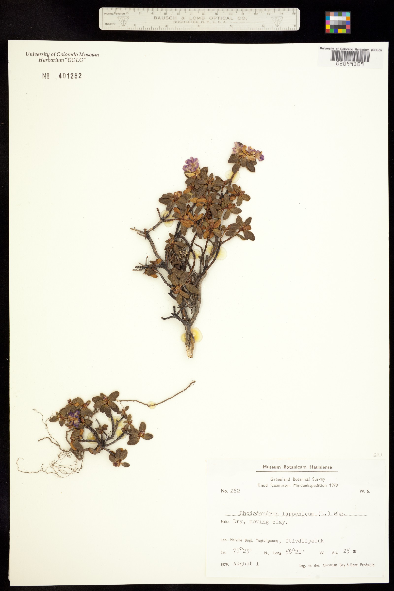 Rhododendron lapponicum image