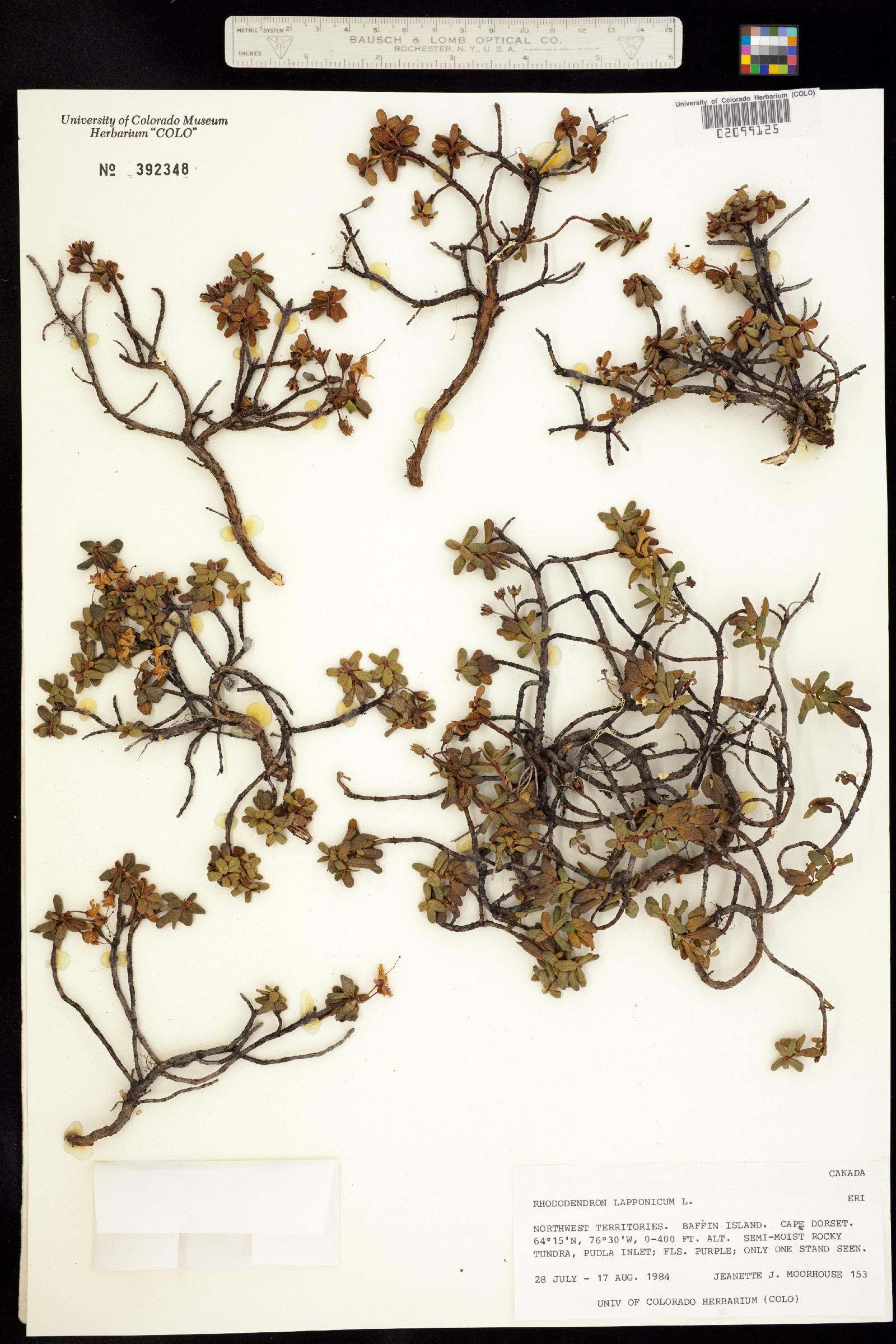 Rhododendron lapponicum image
