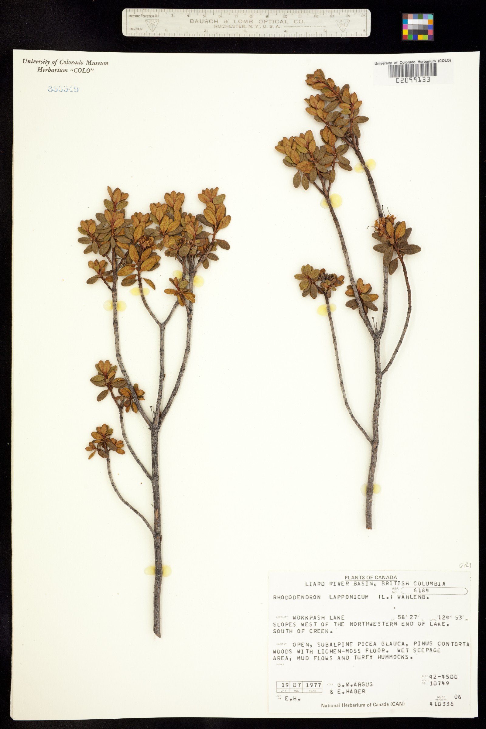 Rhododendron lapponicum image