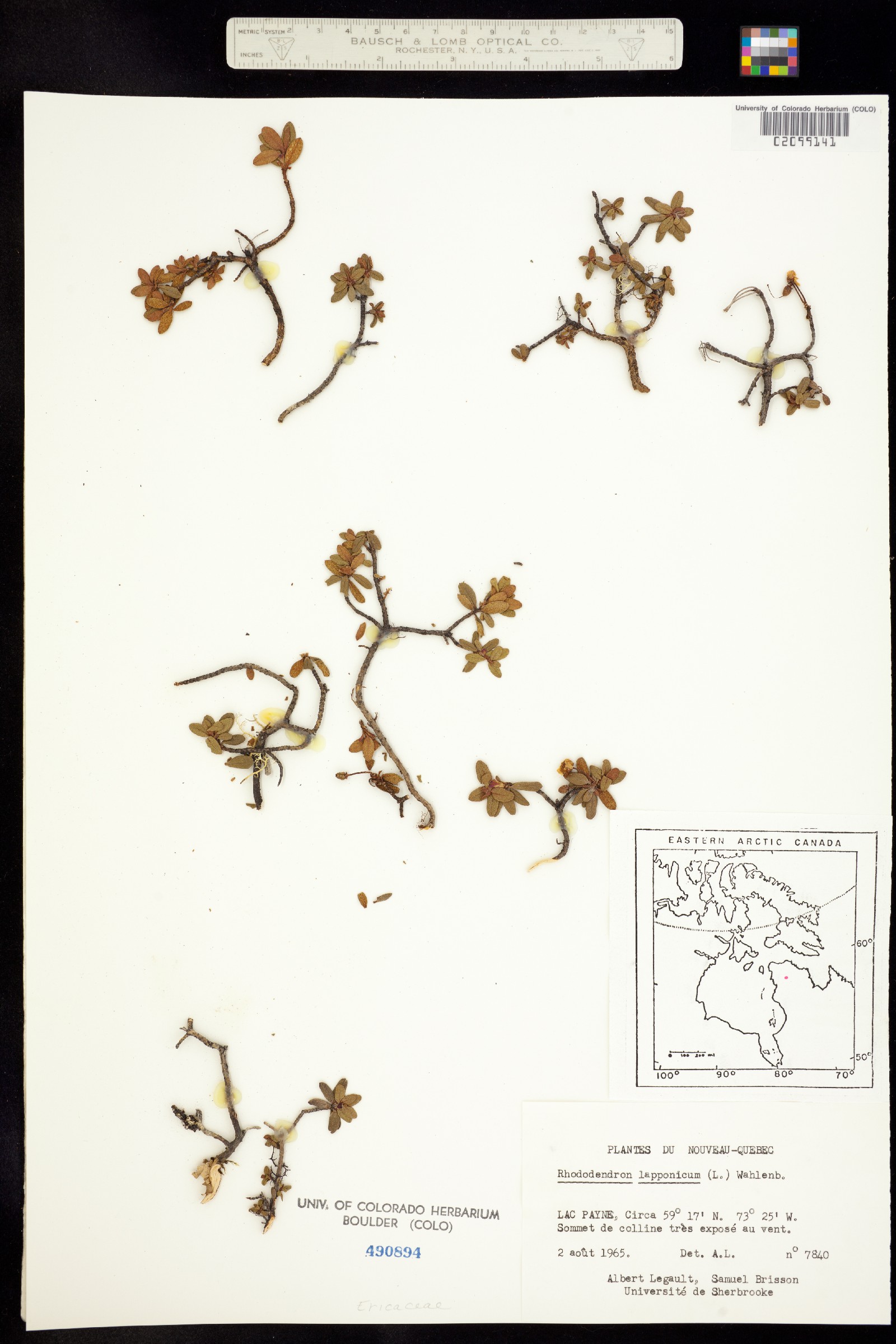 Rhododendron lapponicum image
