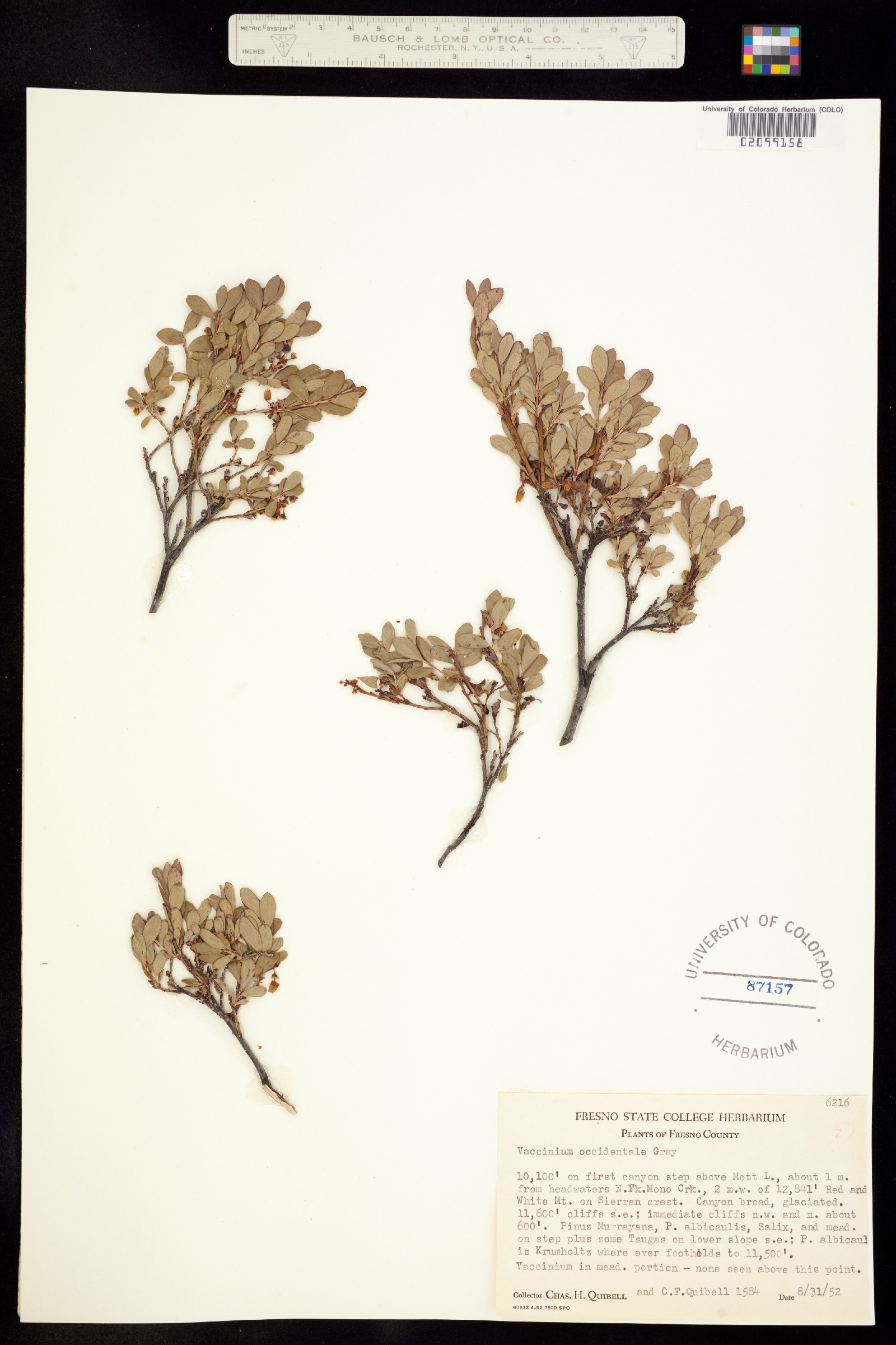 Vaccinium uliginosum image