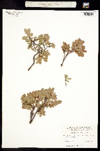 Vaccinium uliginosum ssp. occidentale image