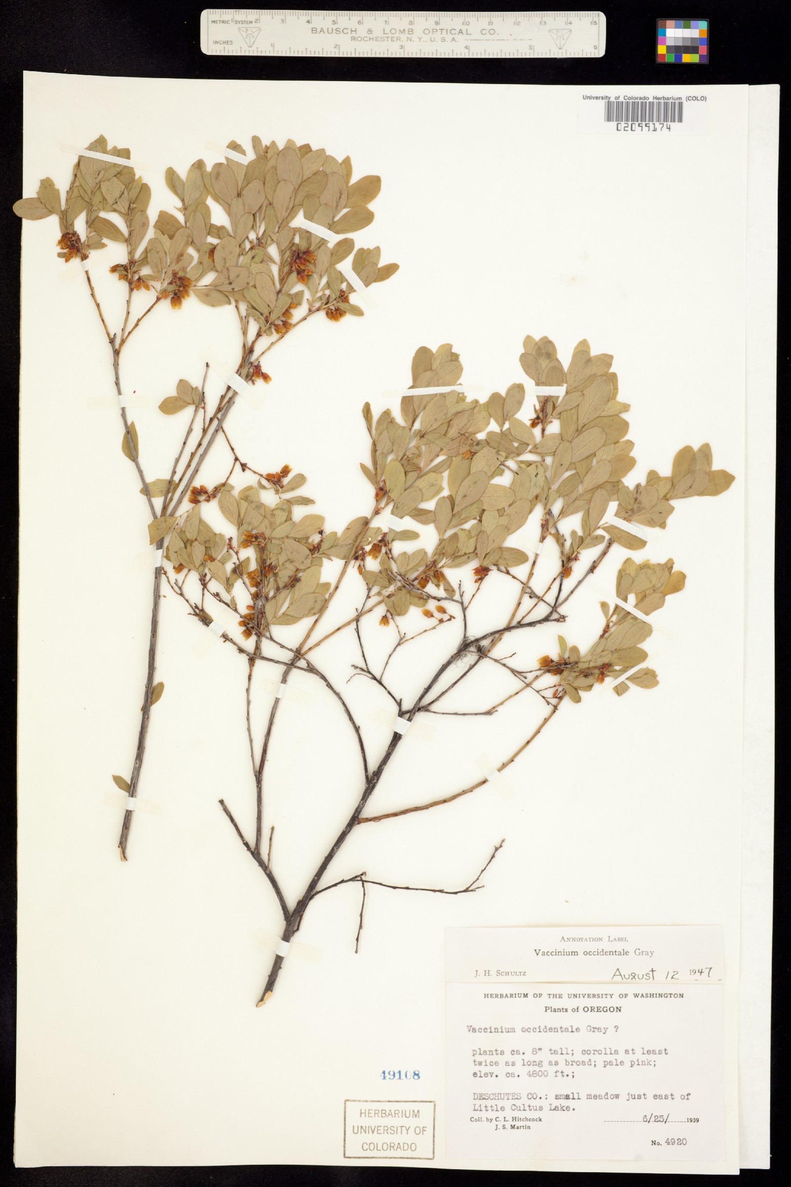 Vaccinium uliginosum ssp. occidentale image