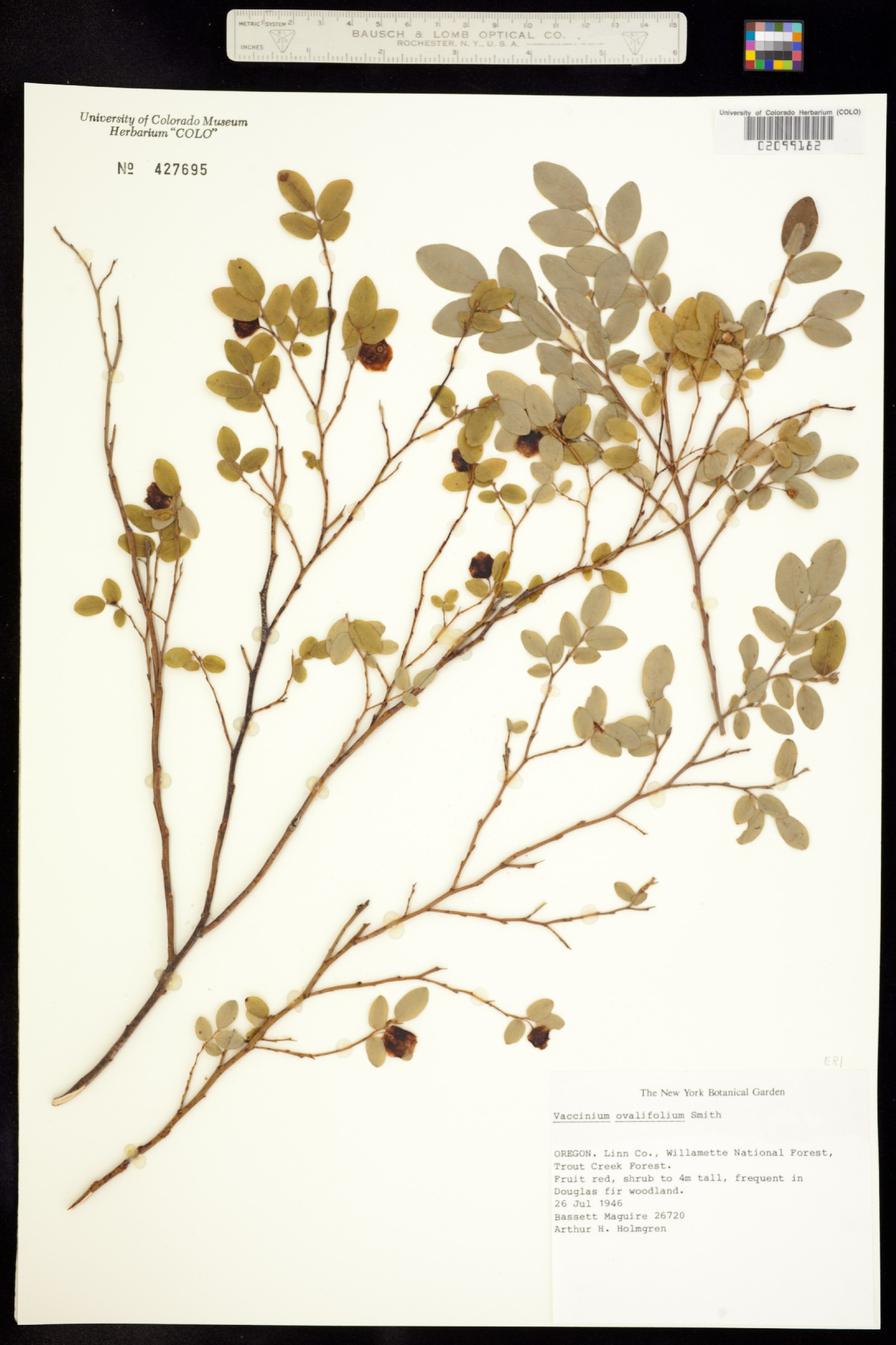 Vaccinium ovalifolium image