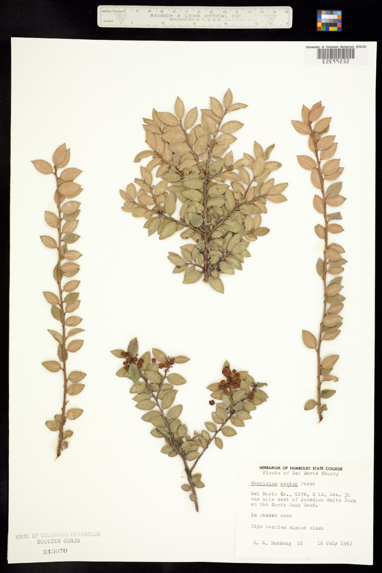 Vaccinium ovatum image