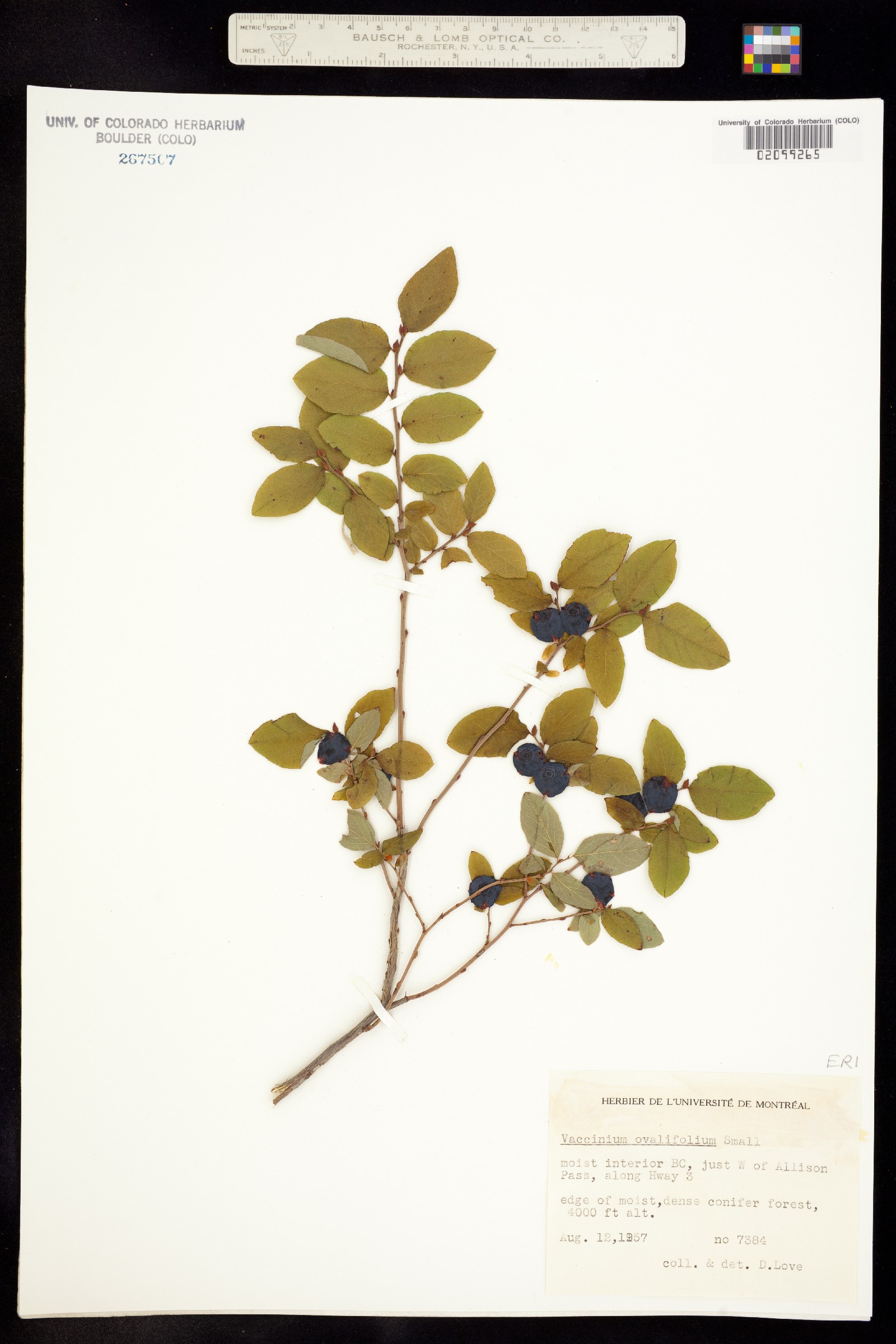 Vaccinium ovalifolium image