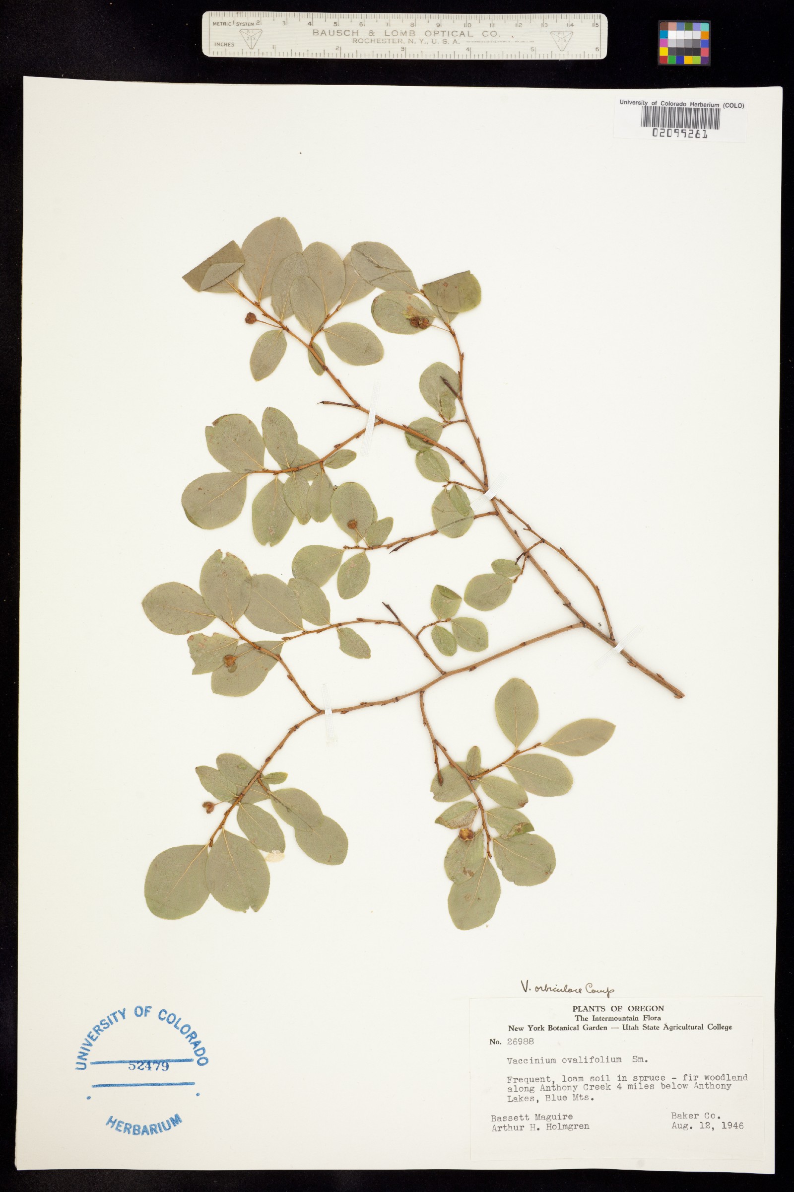 Vaccinium ovalifolium image