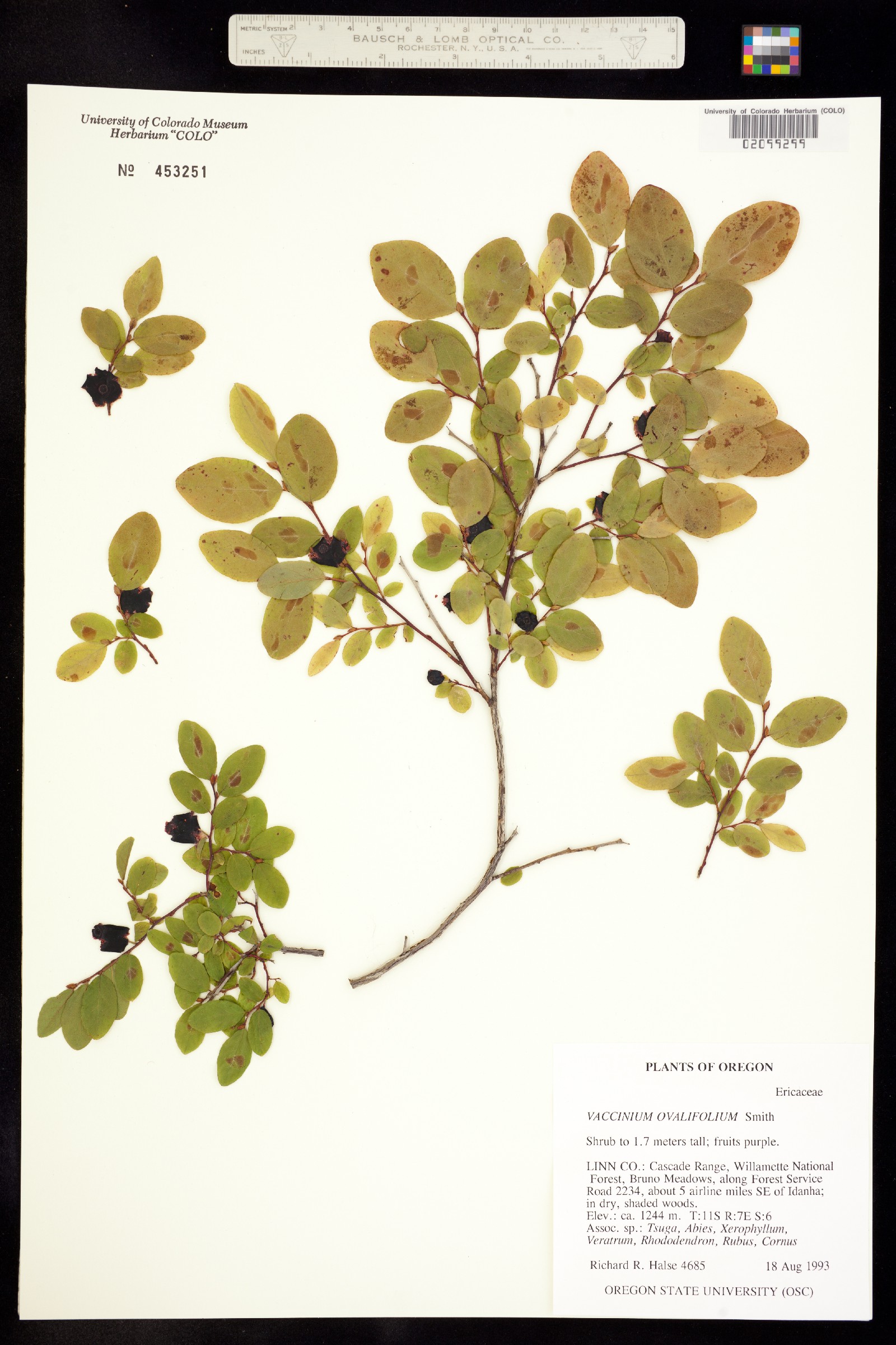 Vaccinium ovalifolium image