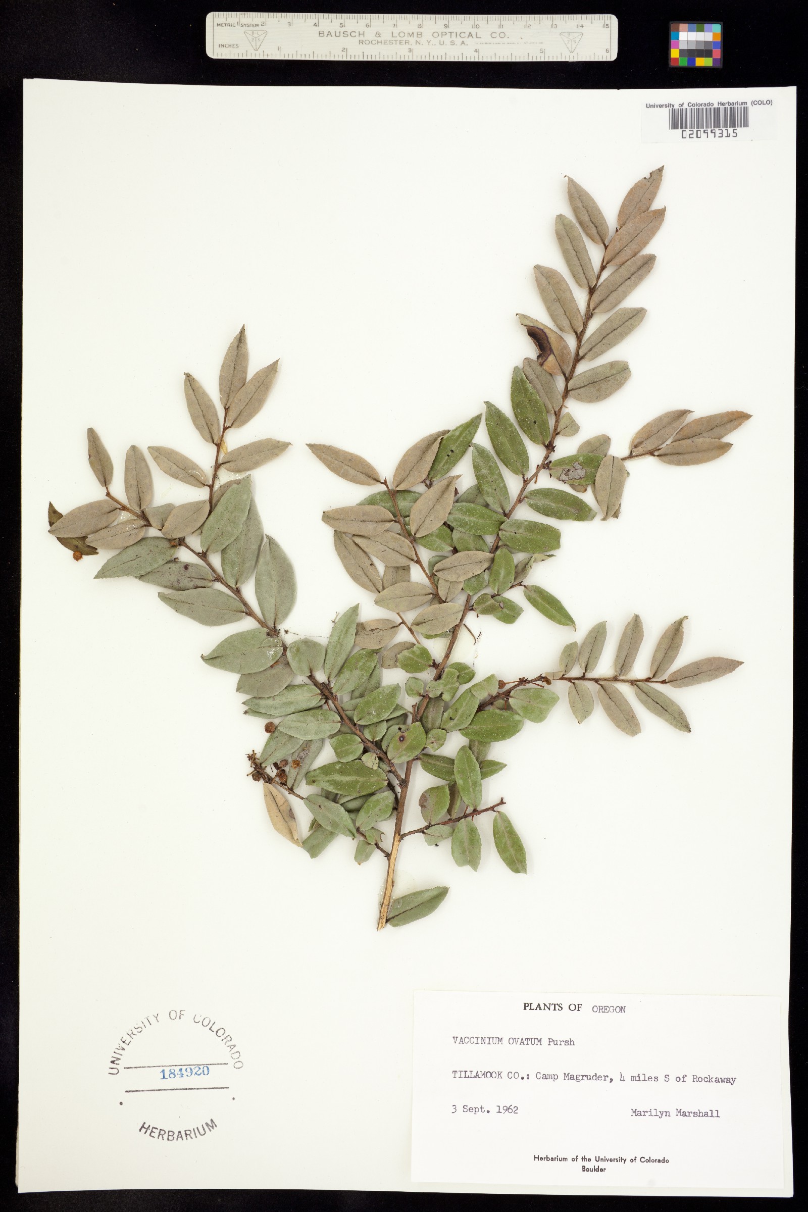 Vaccinium ovatum image