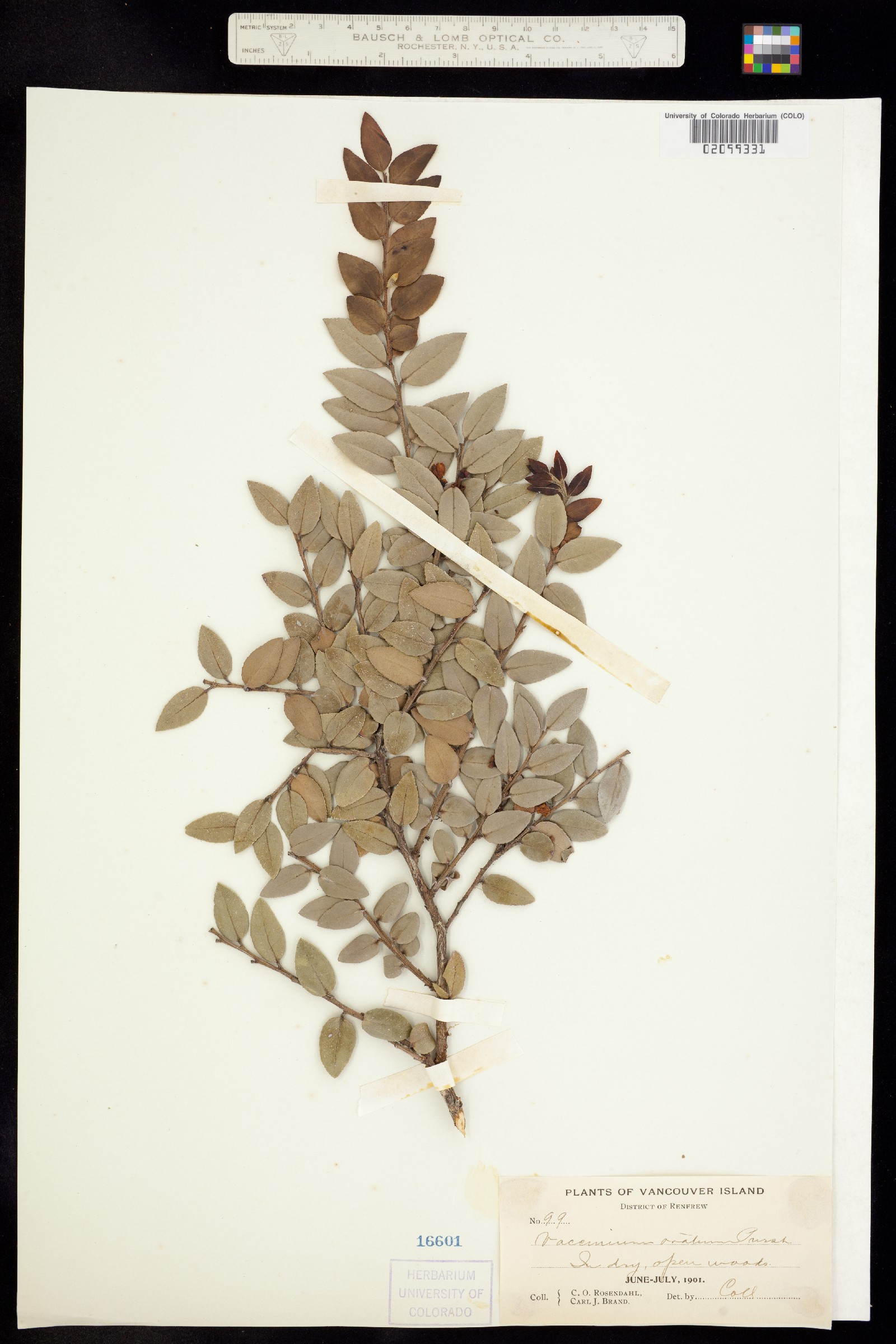 Vaccinium ovatum image