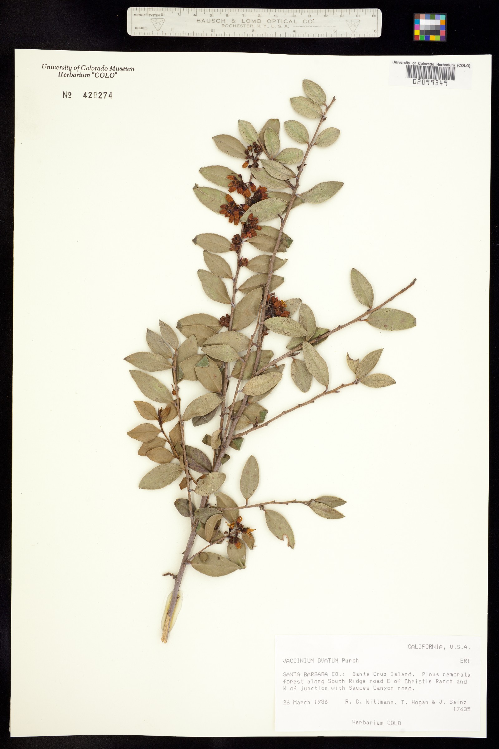 Vaccinium ovatum image