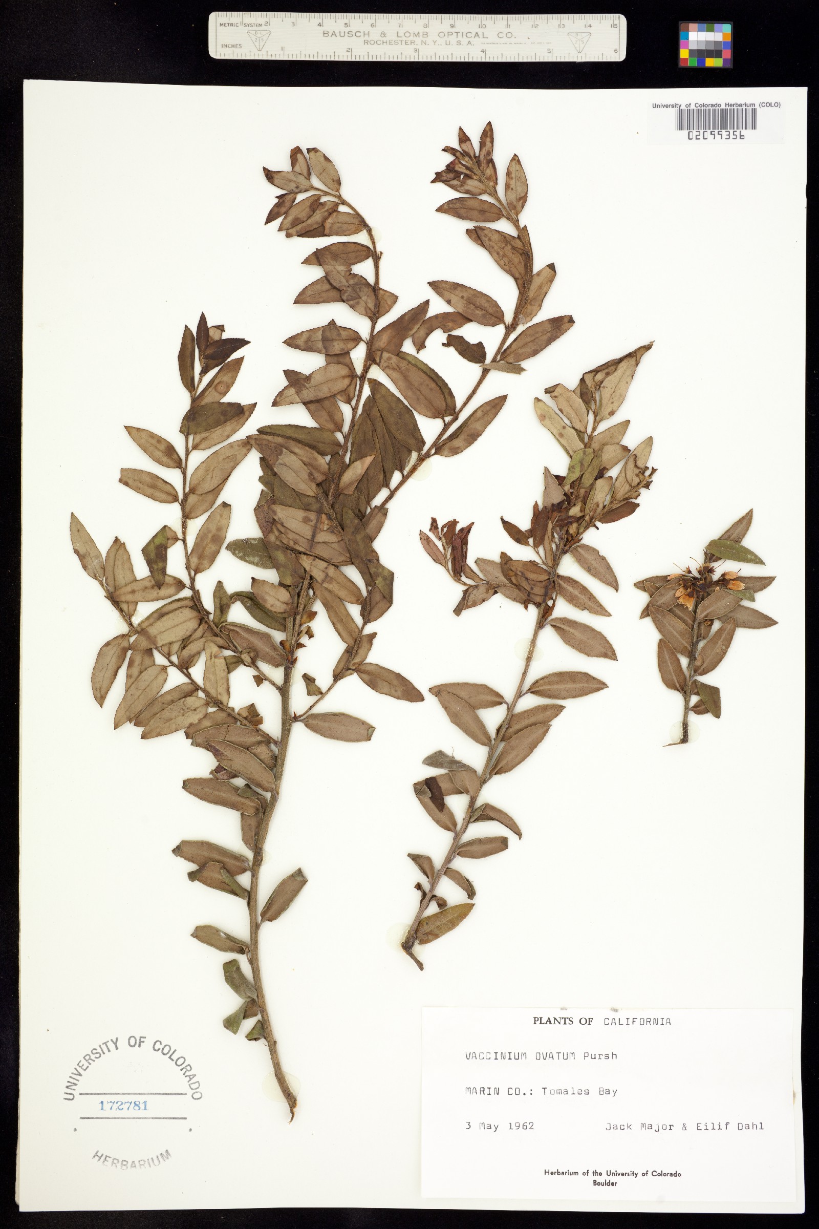 Vaccinium ovatum image