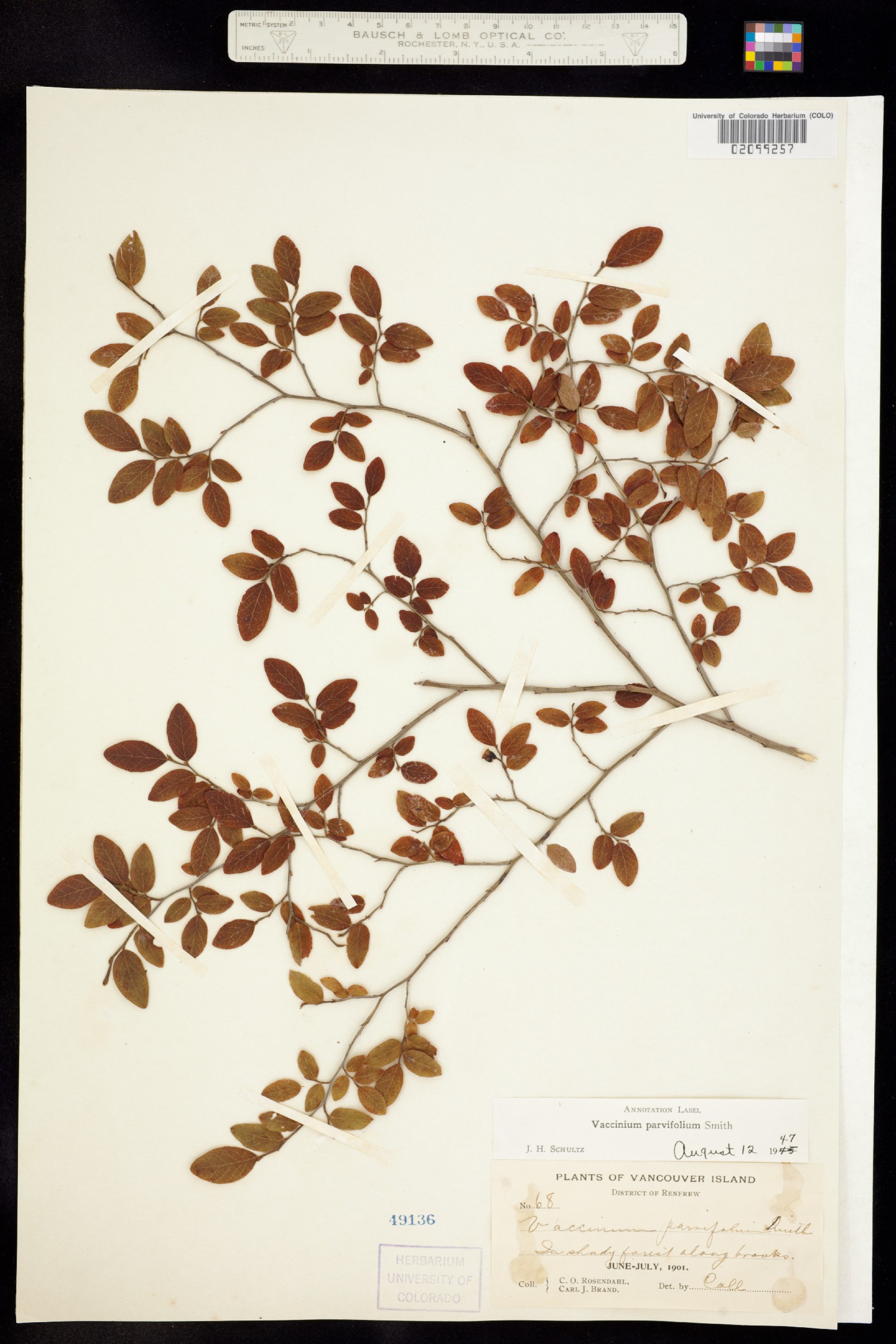 Vaccinium parvifolium image