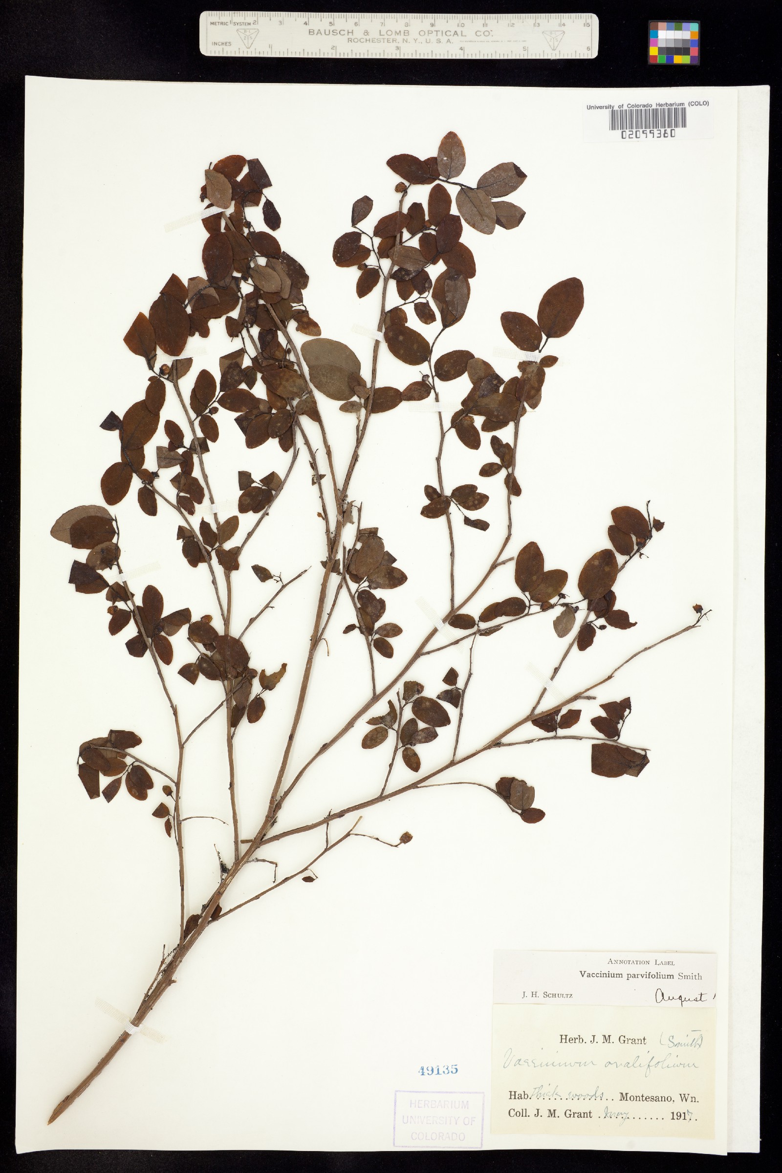 Vaccinium parvifolium image