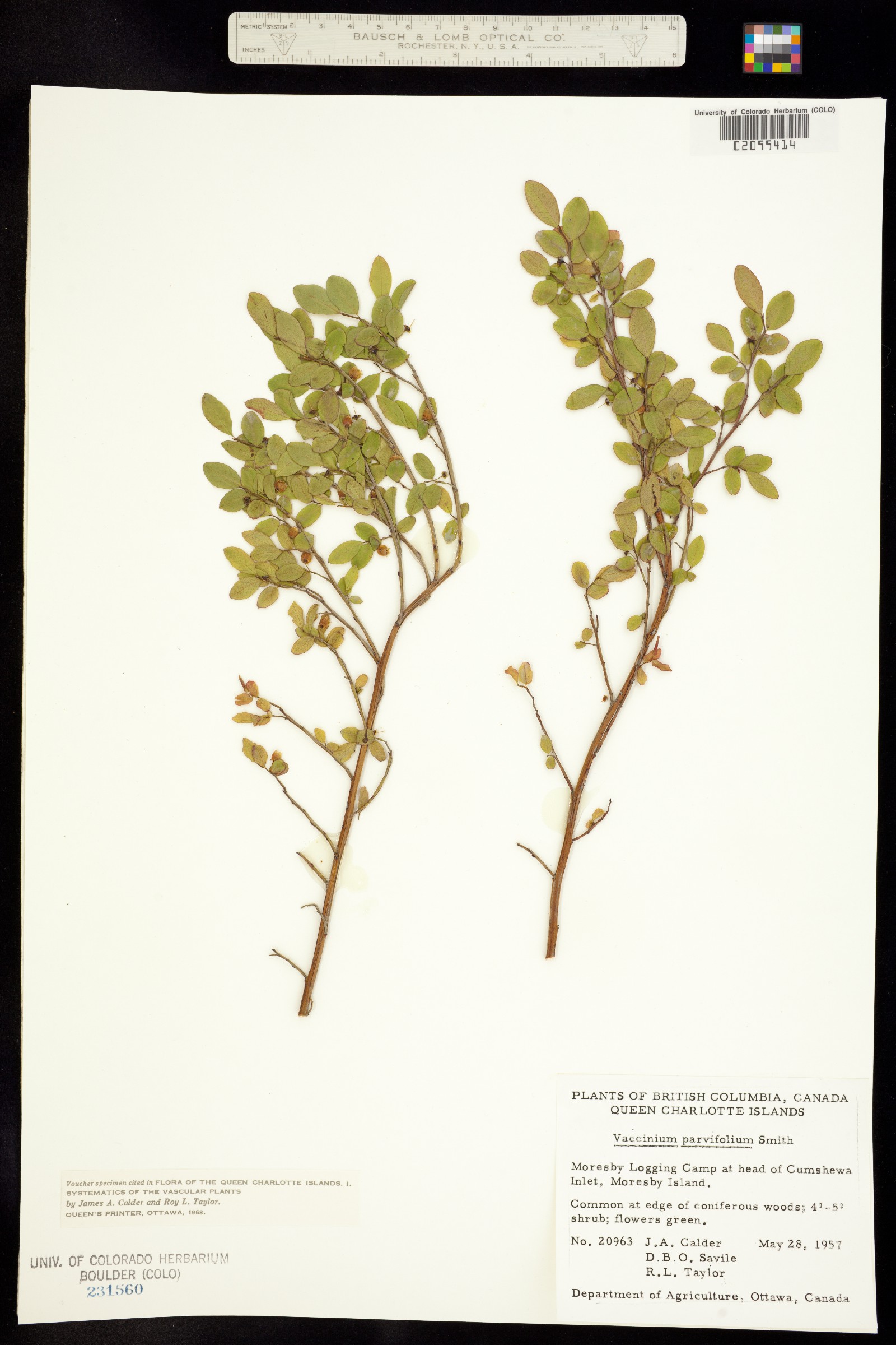 Vaccinium parvifolium image