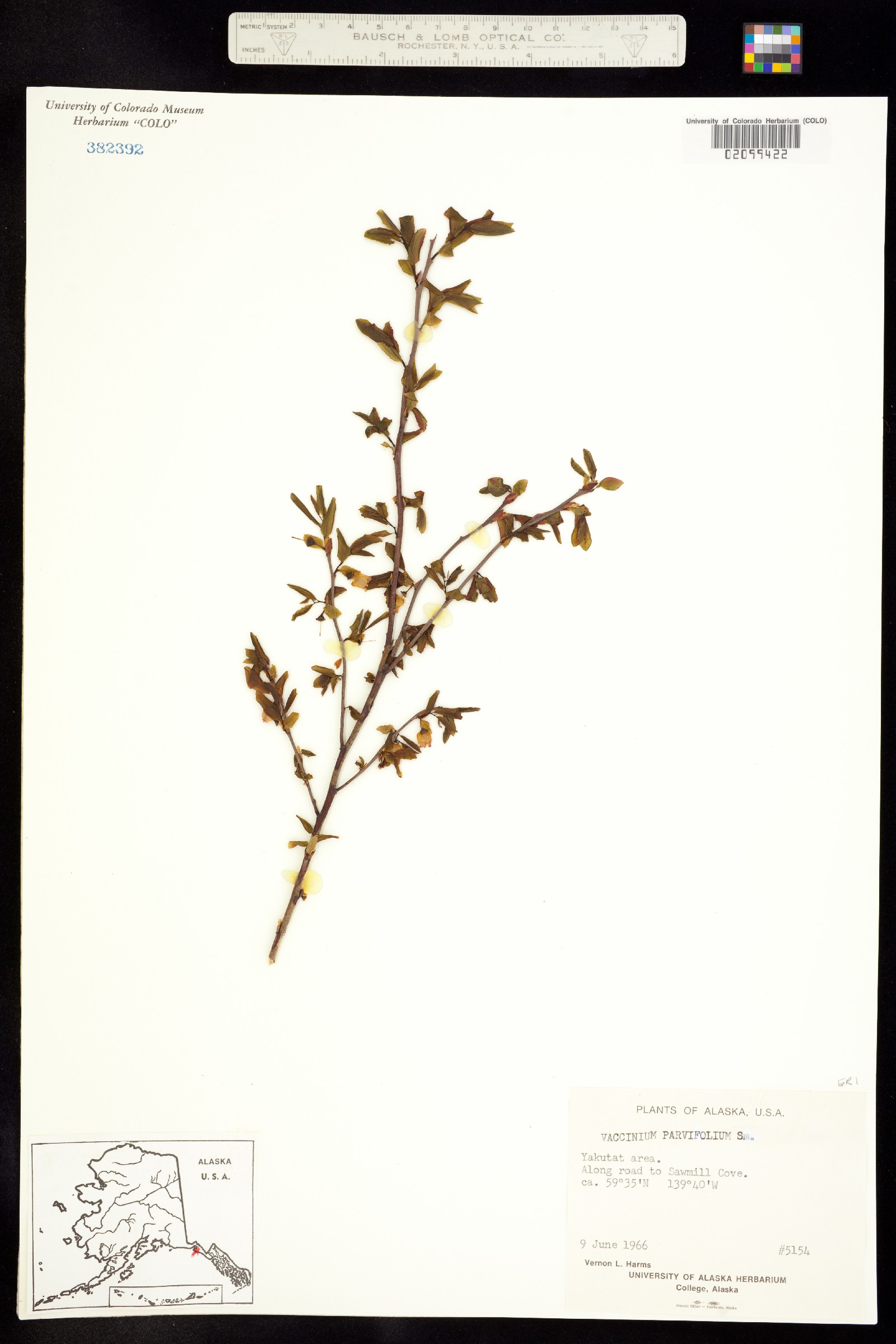 Vaccinium ovatum image