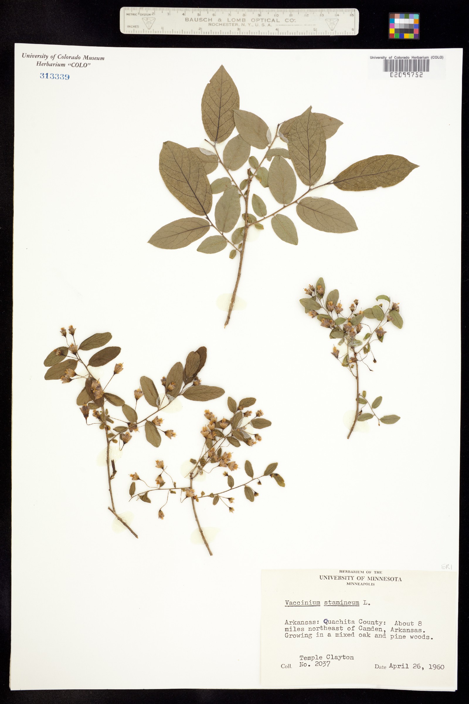 Vaccinium stamineum image