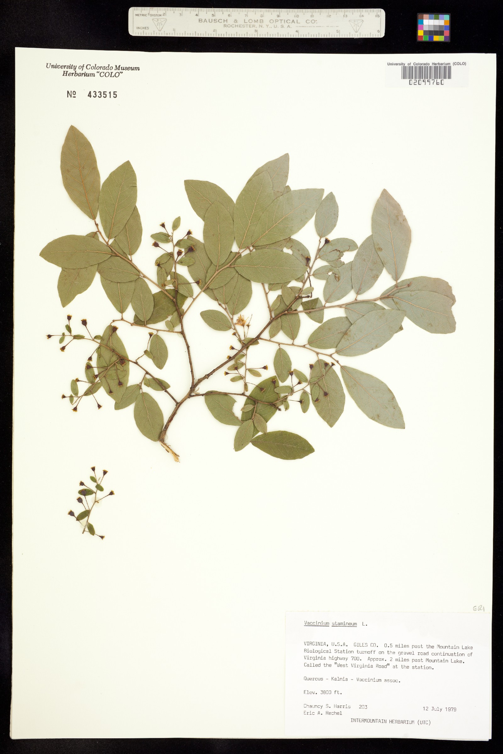 Vaccinium stamineum image