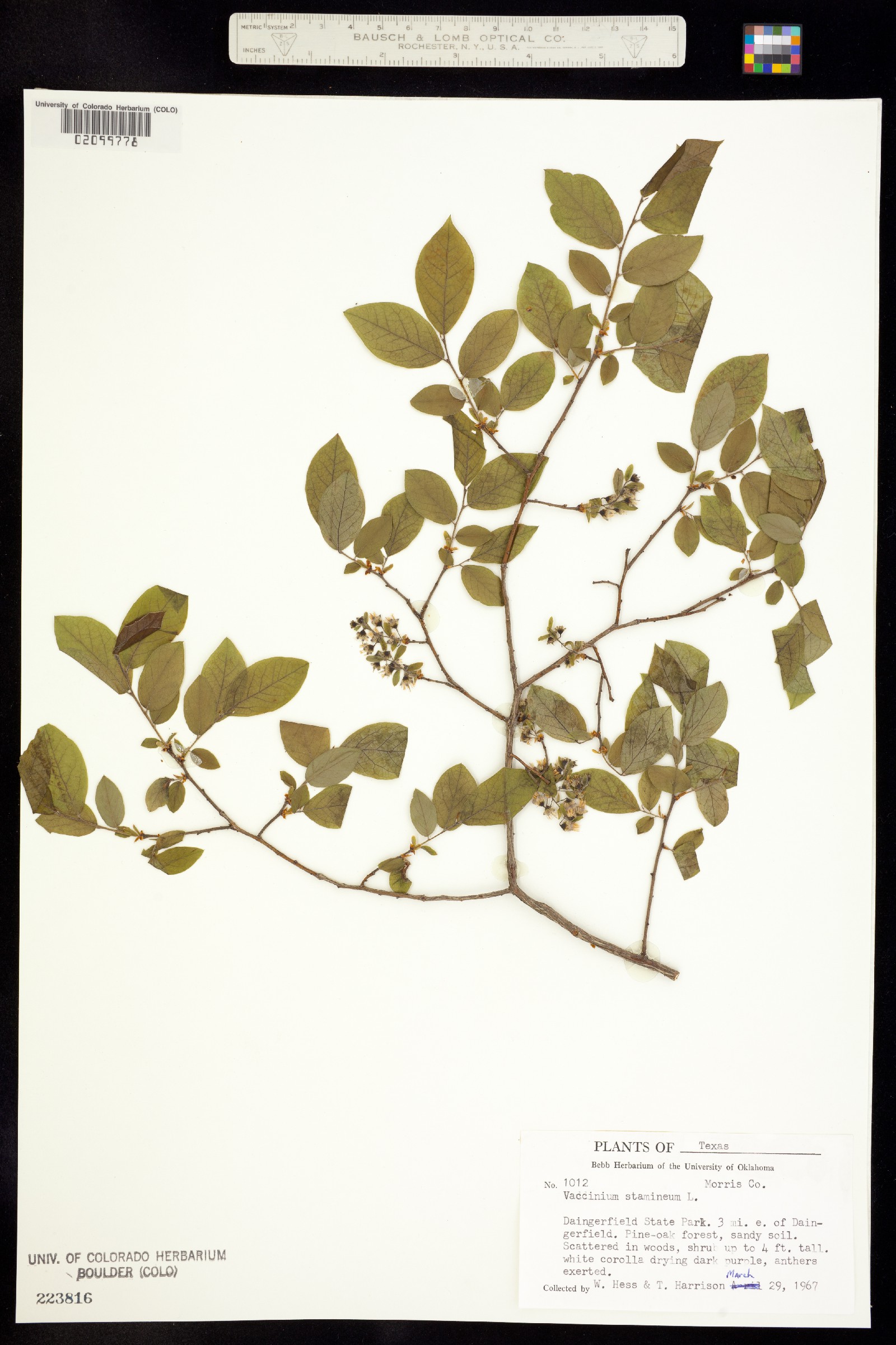 Vaccinium stamineum image