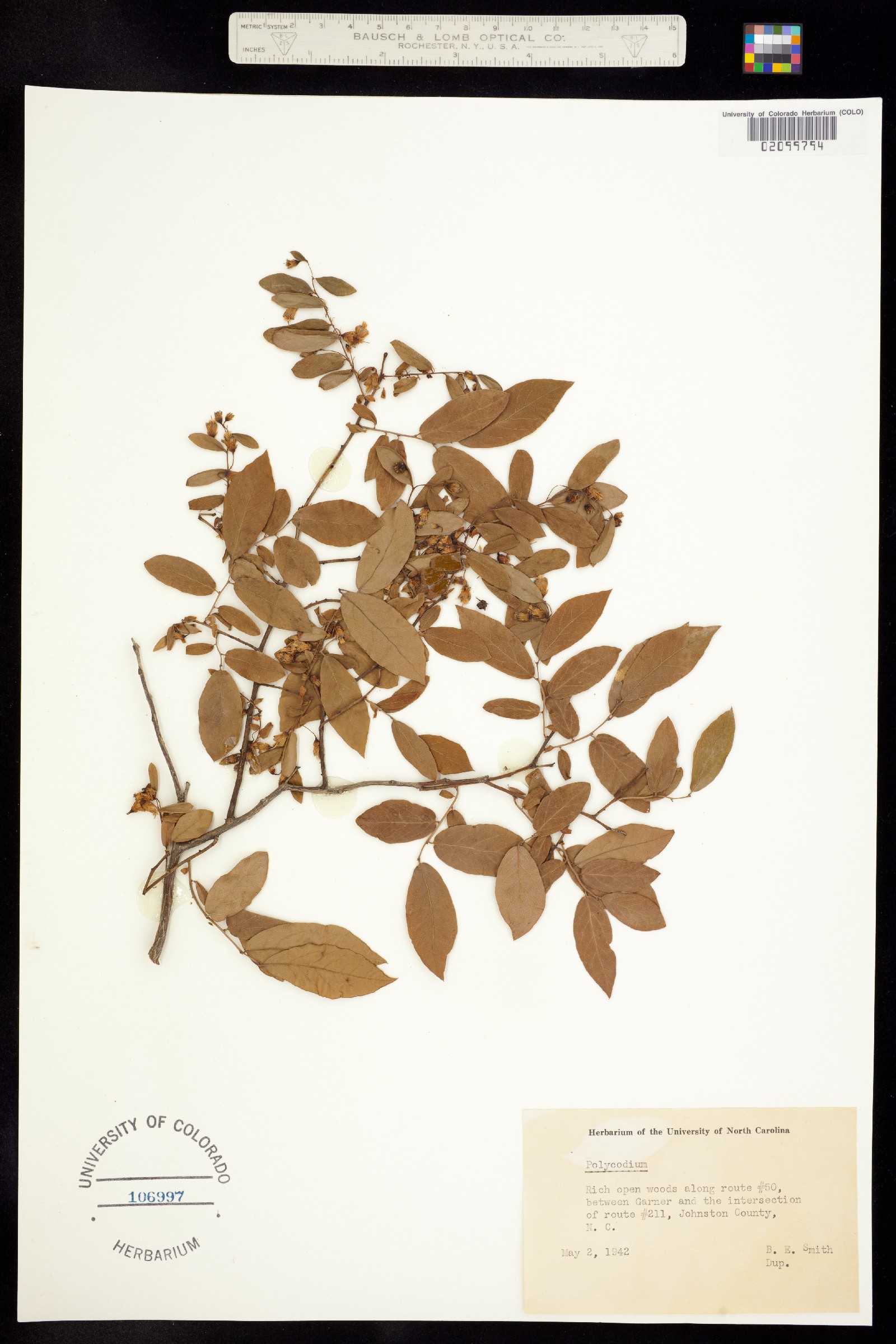Vaccinium stamineum image