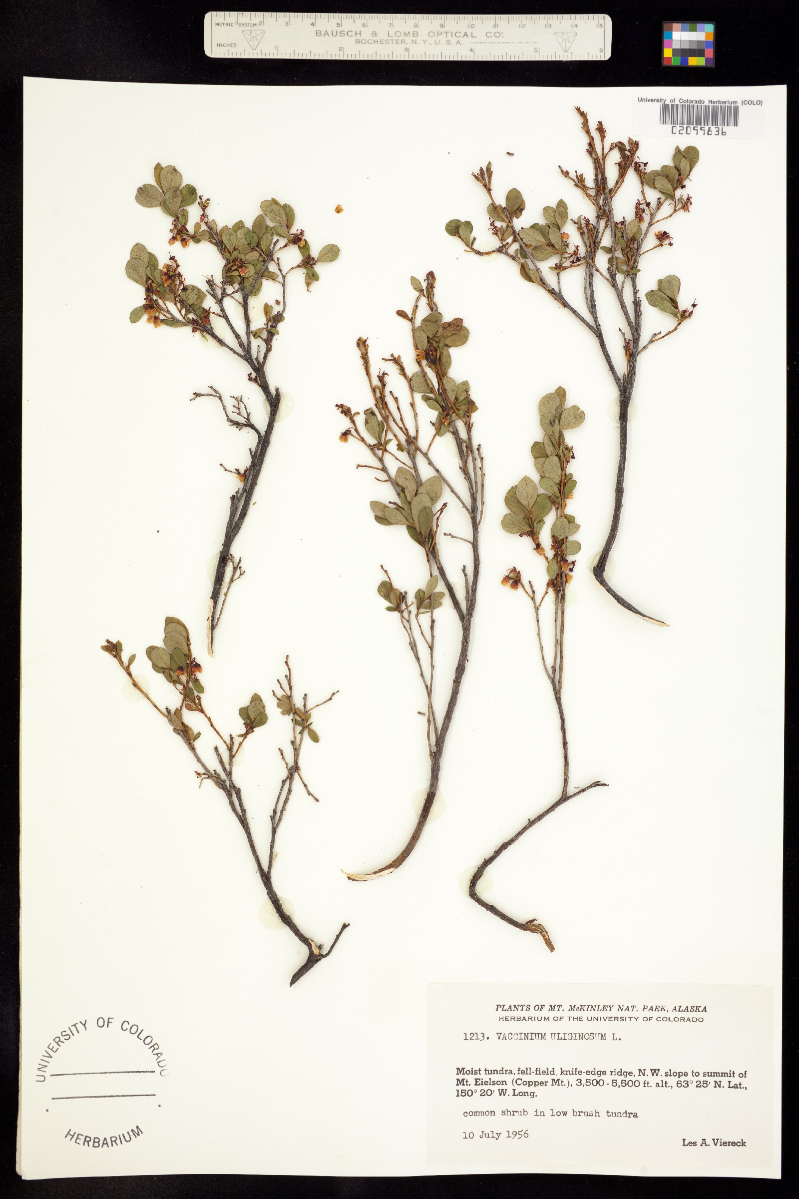 Vaccinium image