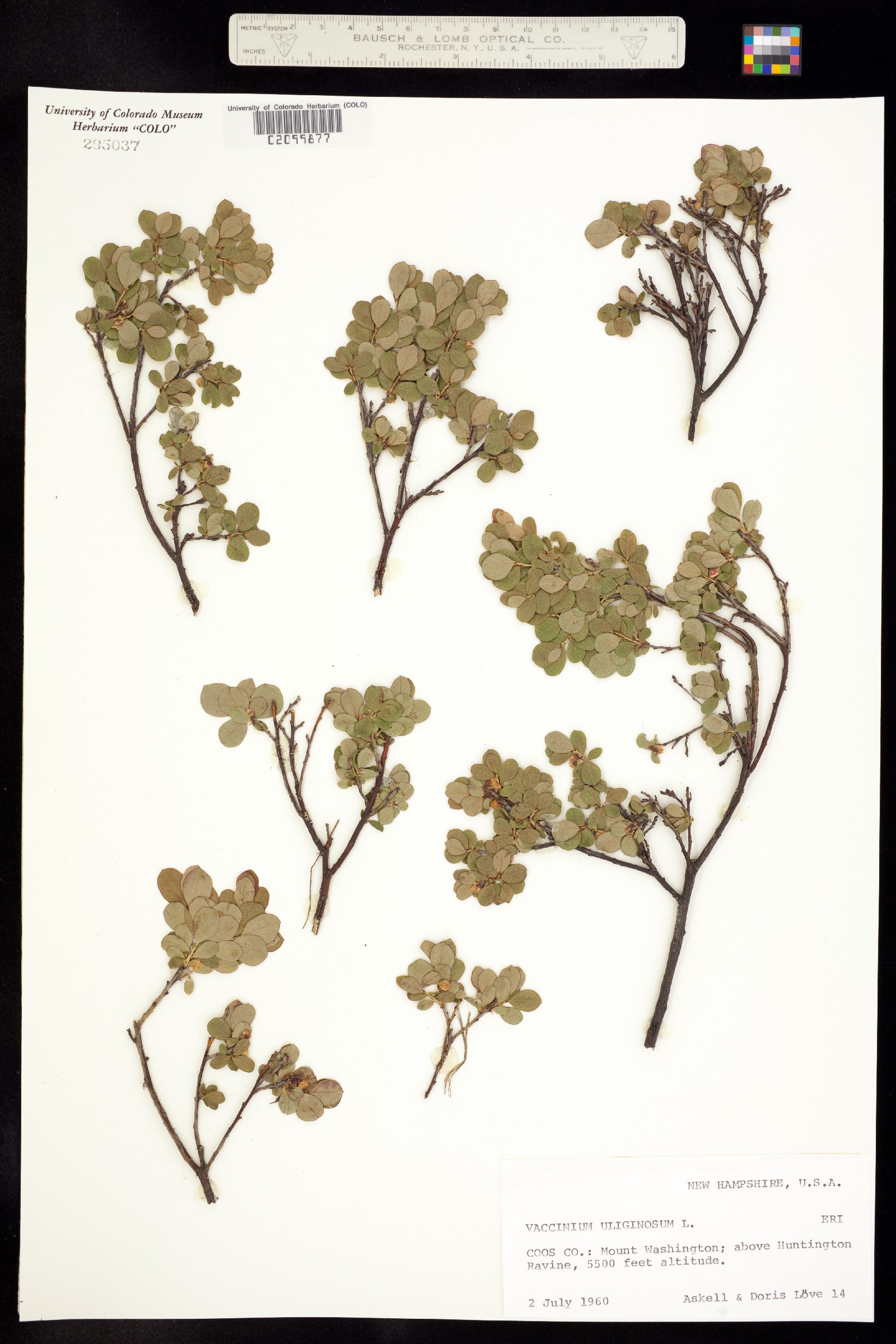 Vaccinium uliginosum image