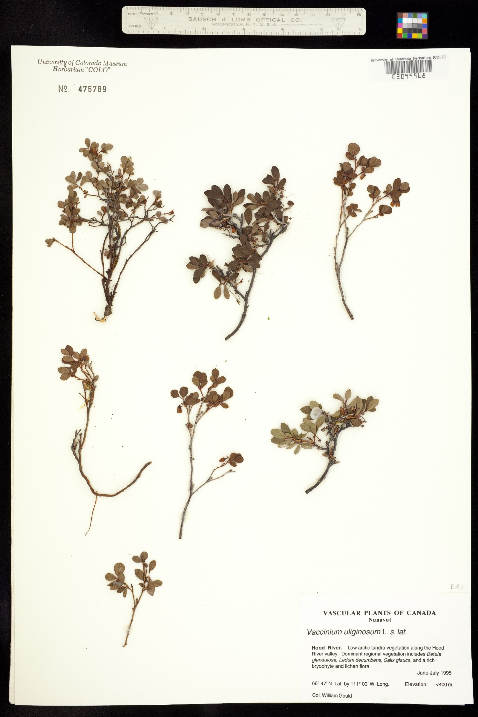 Vaccinium uliginosum image