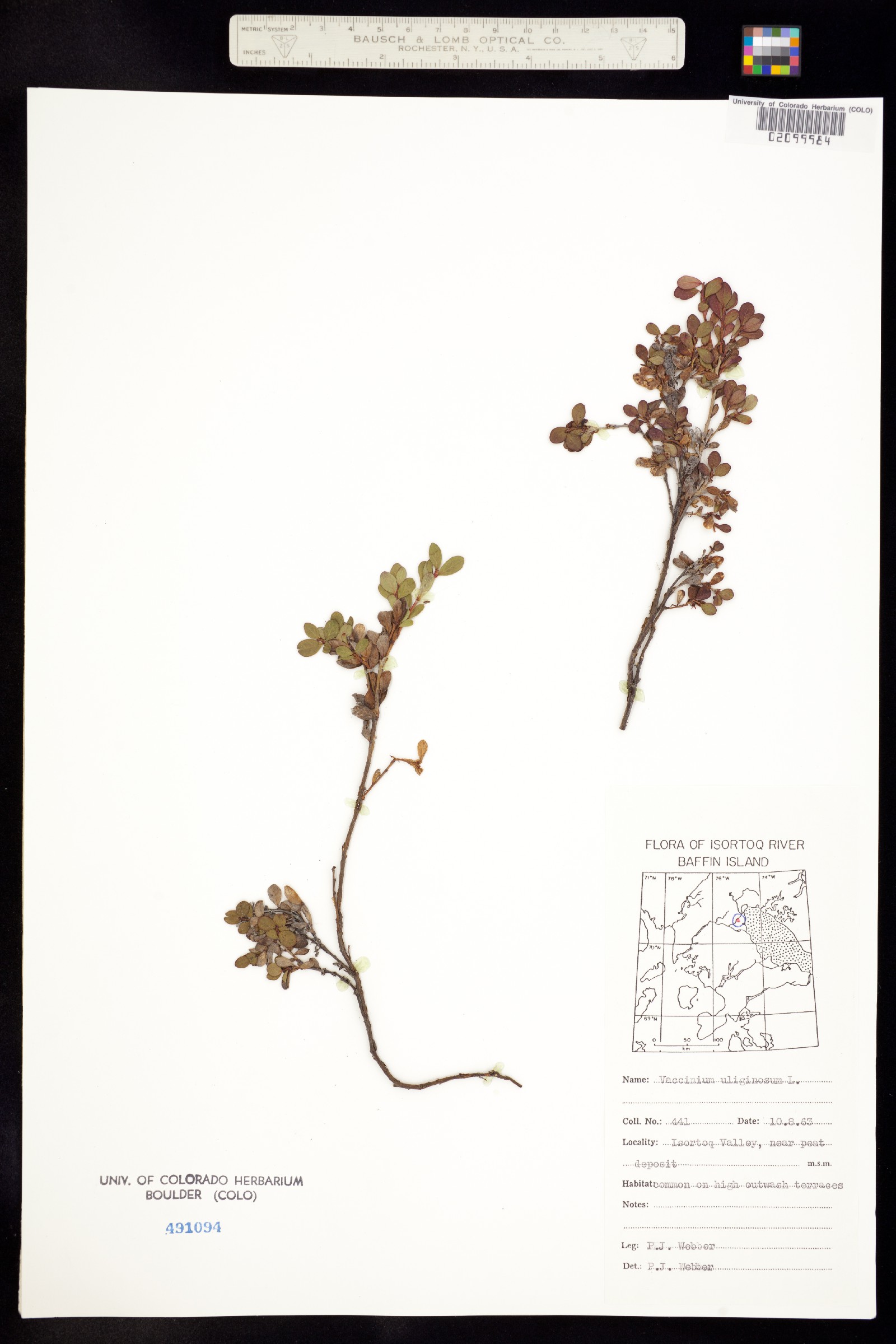 Vaccinium uliginosum image