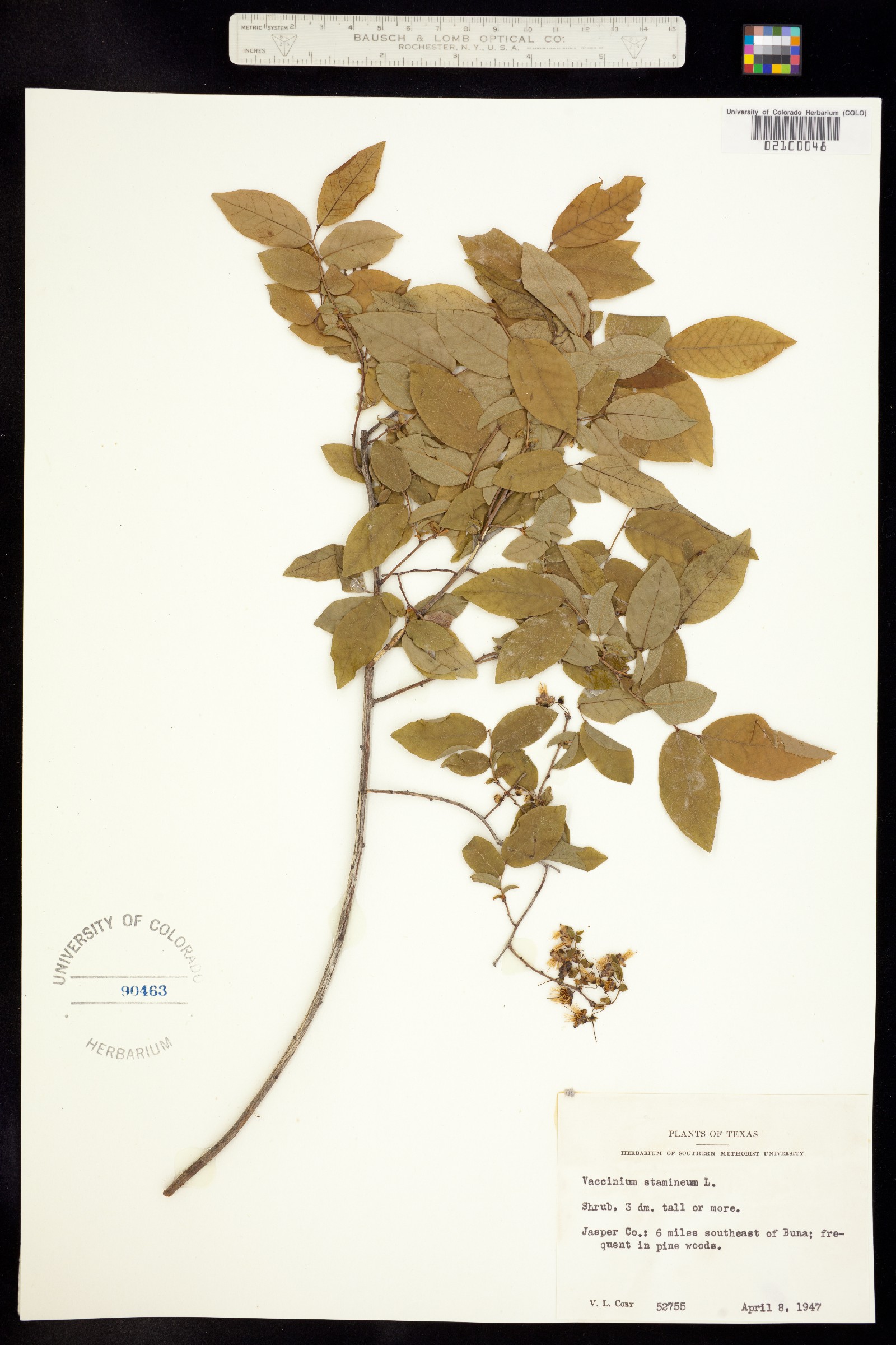 Vaccinium stamineum image