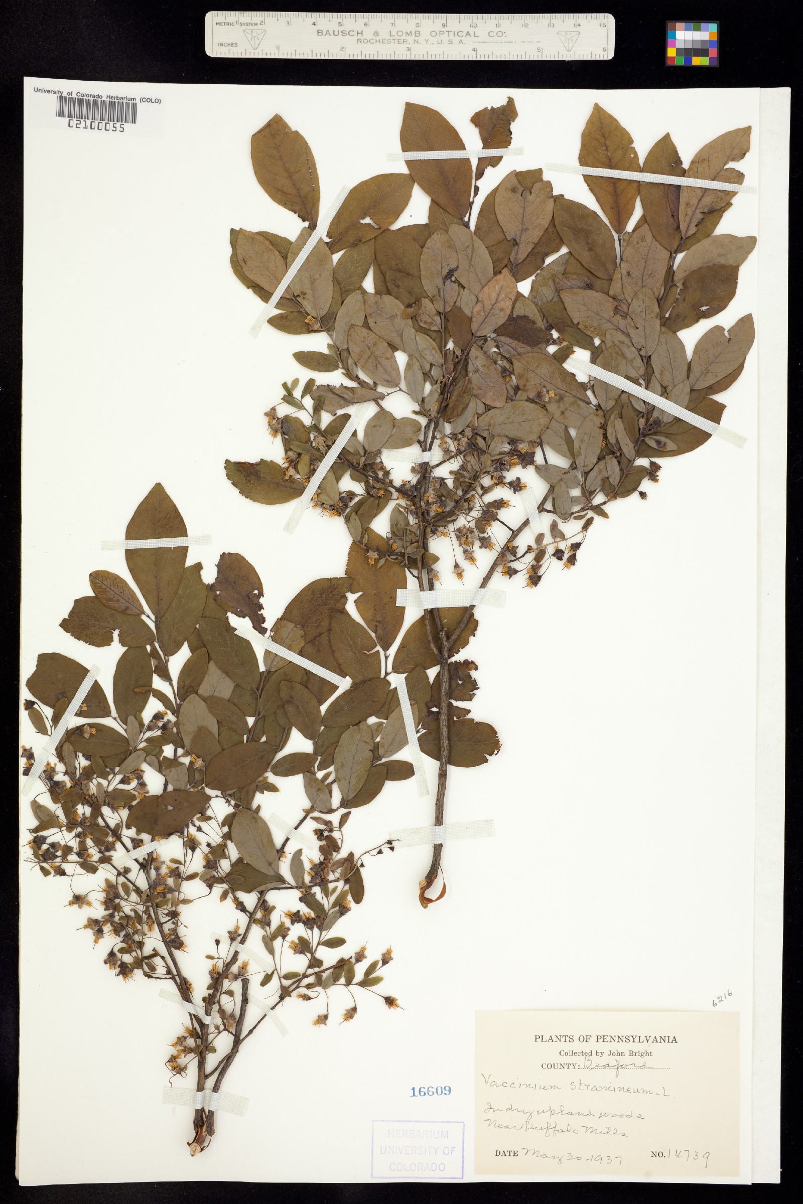 Vaccinium stamineum image