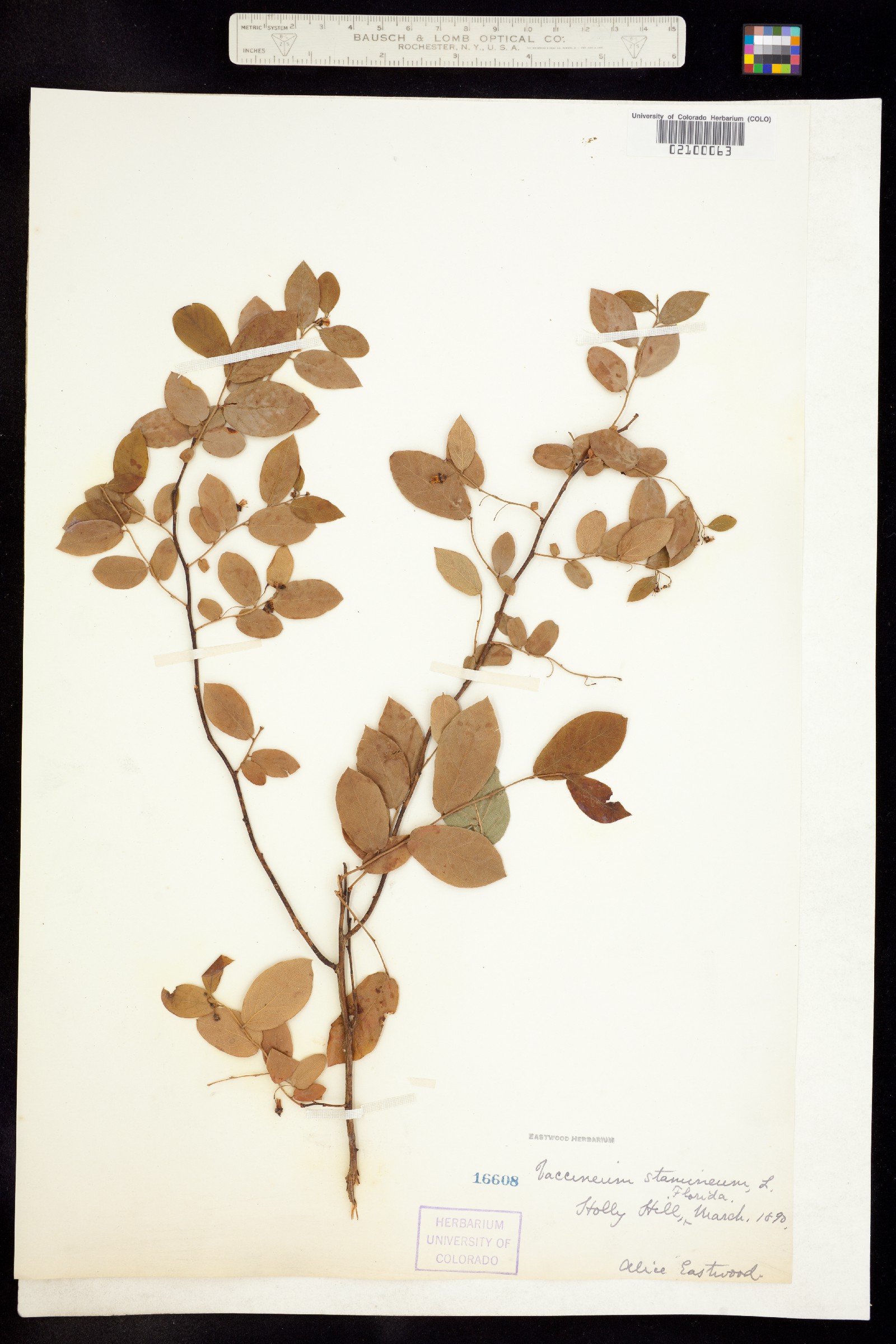 Vaccinium stamineum image