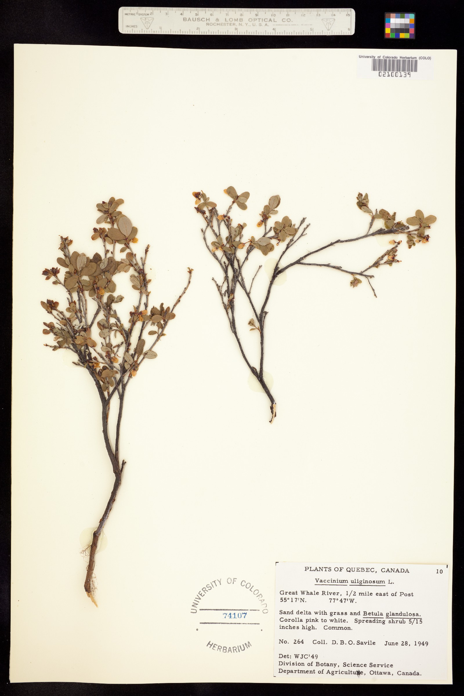 Vaccinium uliginosum image