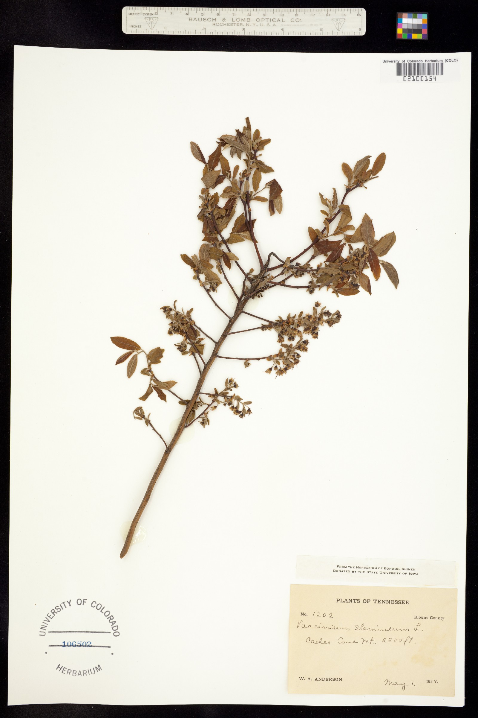 Vaccinium stamineum image