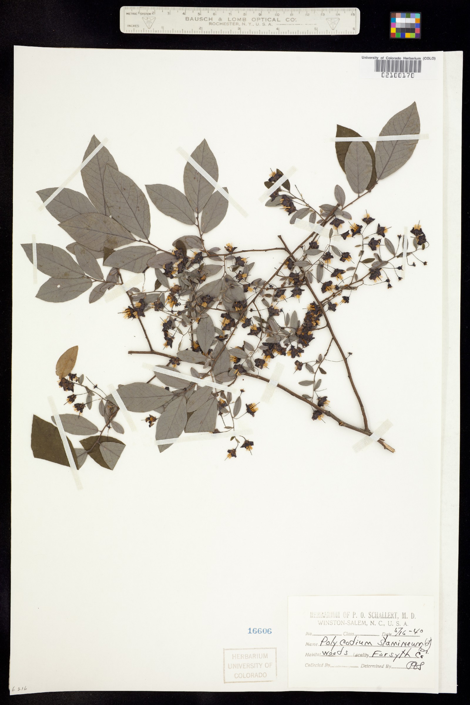 Vaccinium stamineum image