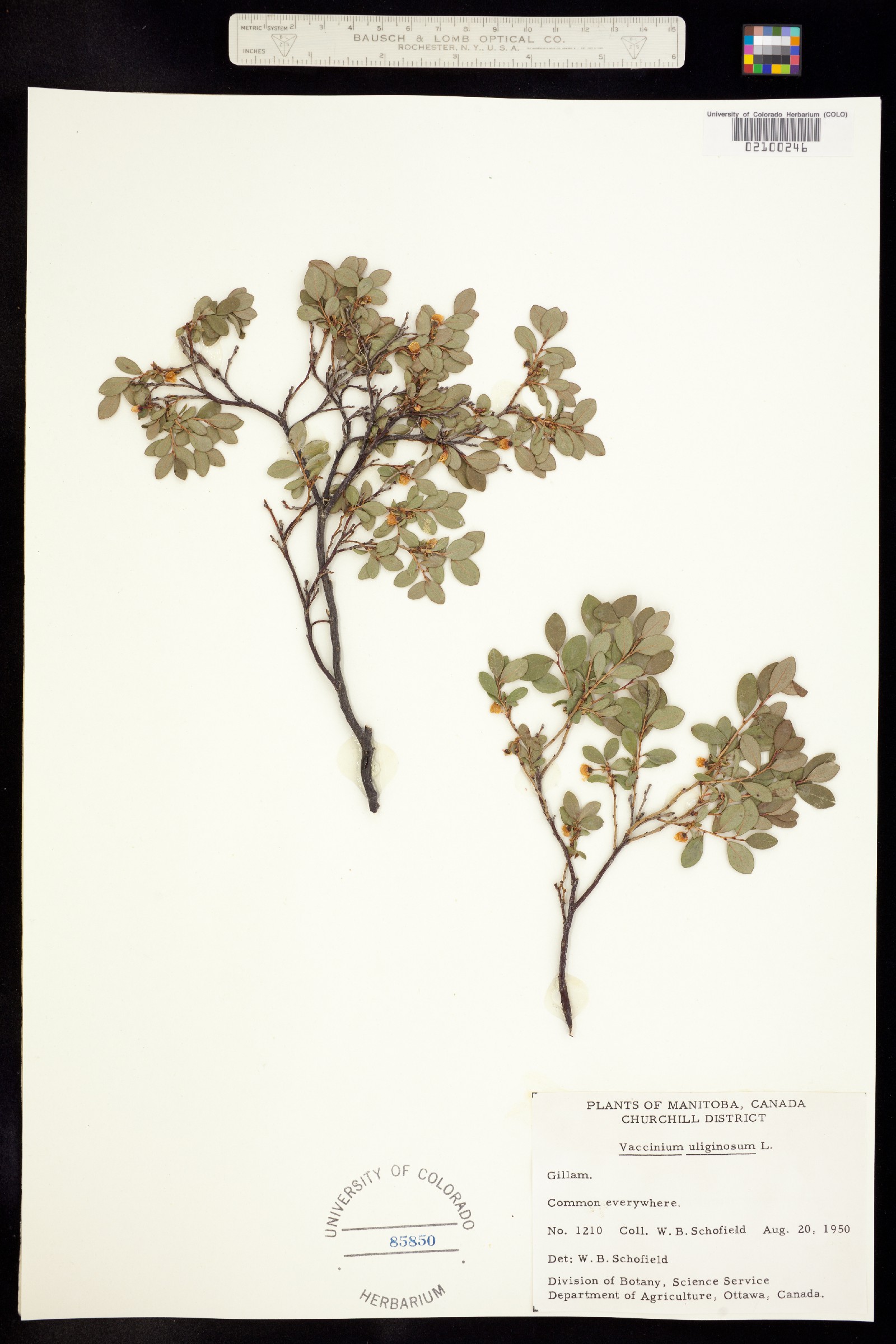 Vaccinium uliginosum image