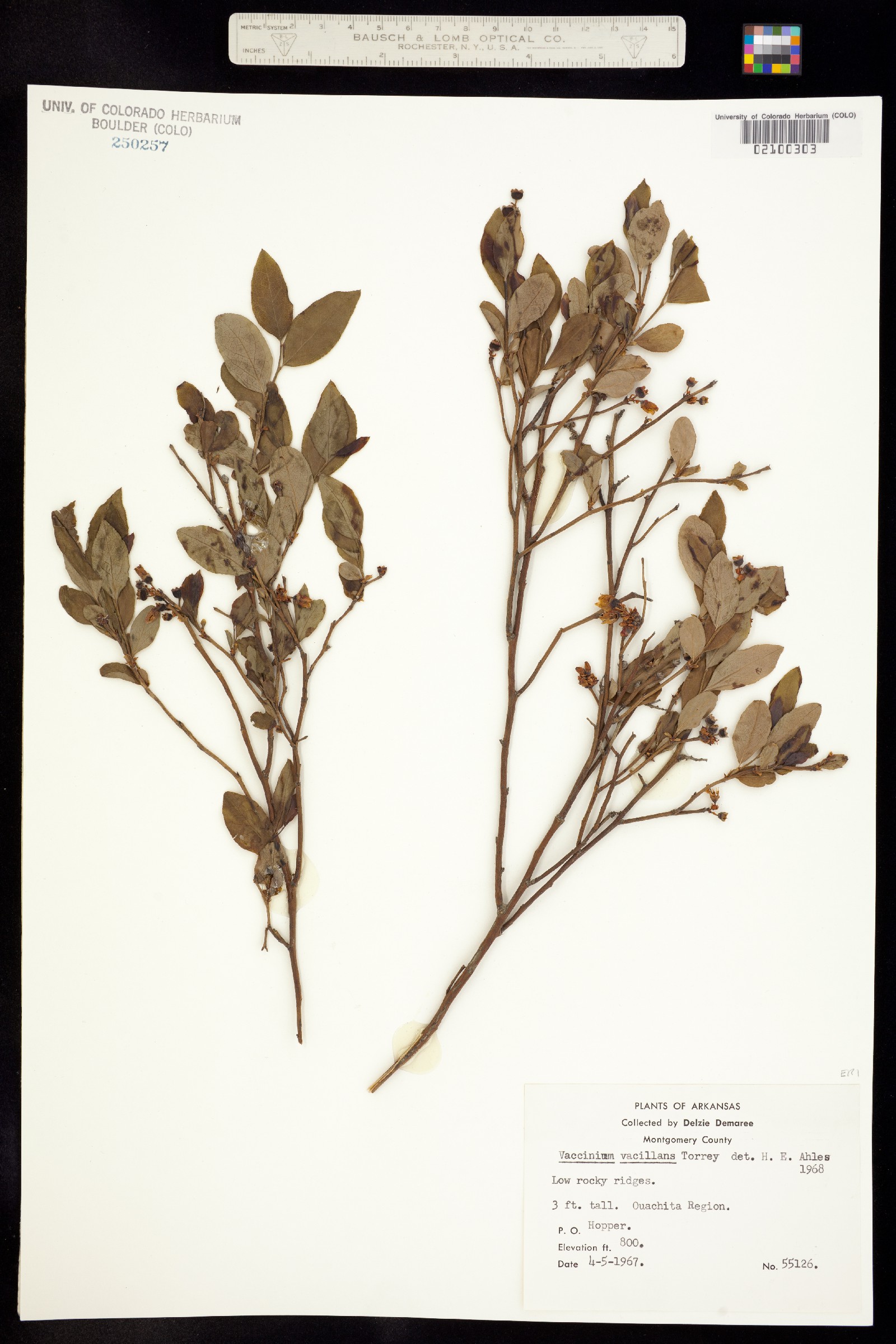 Vaccinium pallidum image