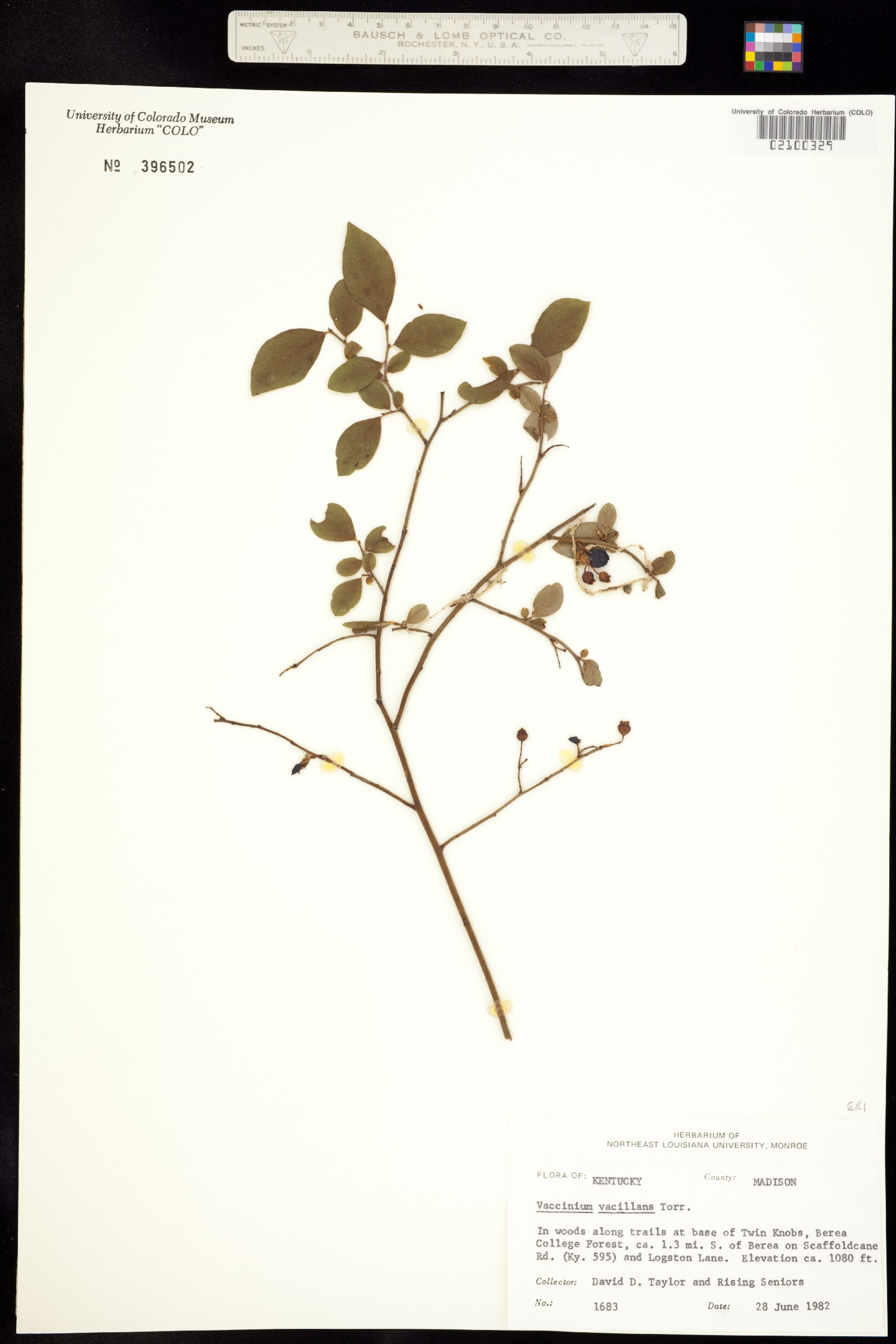 Vaccinium pallidum image