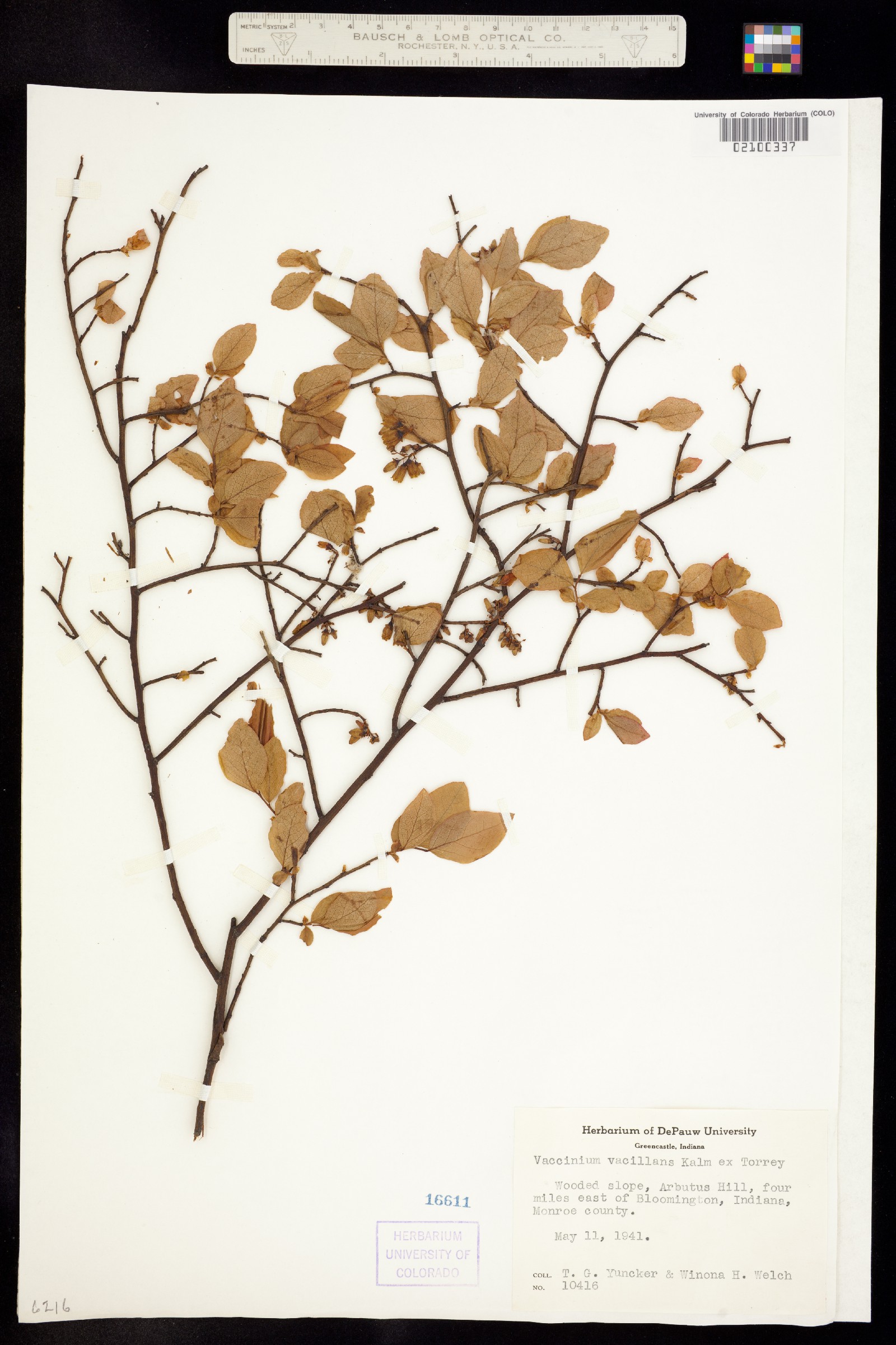 Vaccinium pallidum image