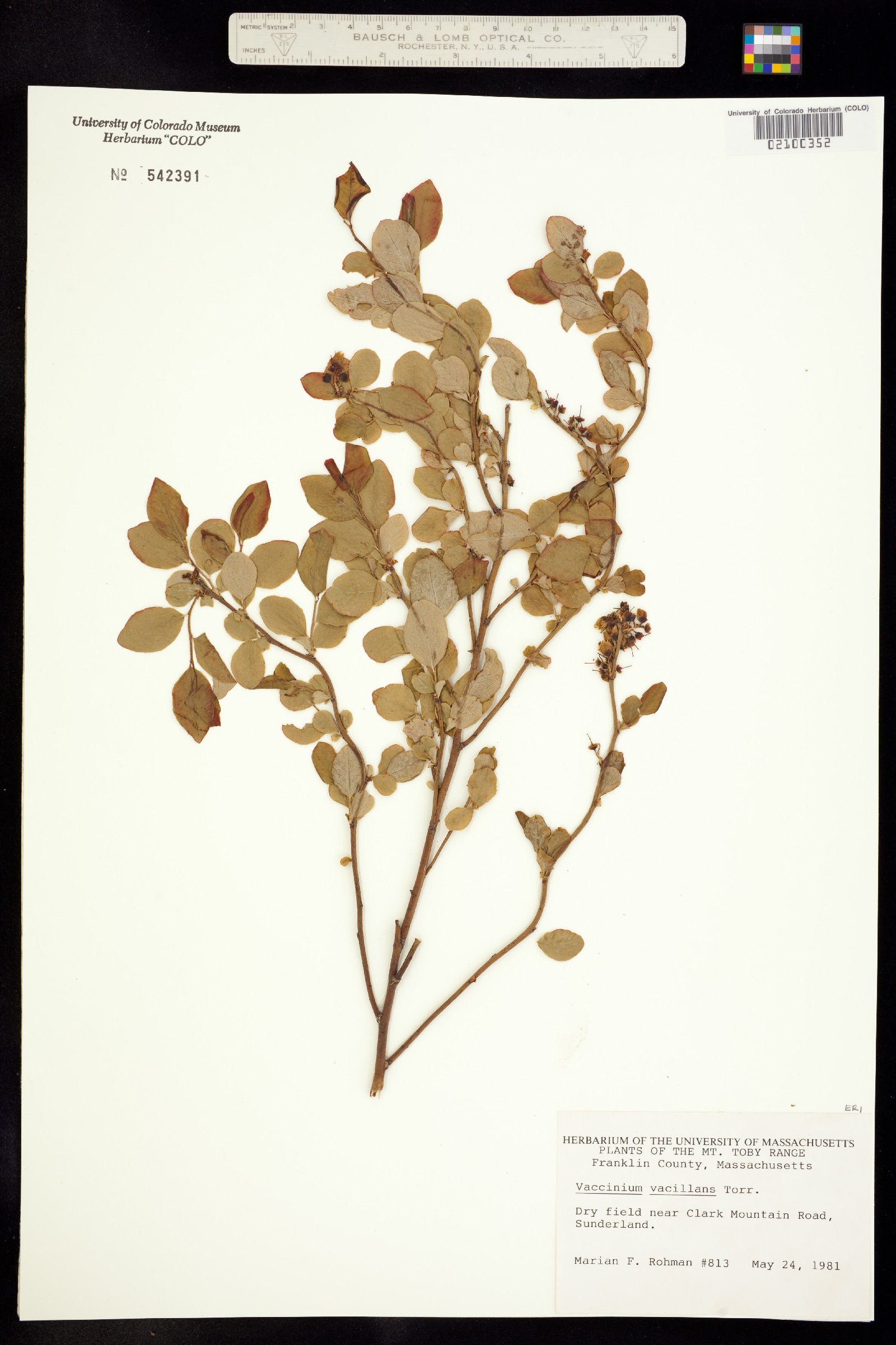 Vaccinium pallidum image