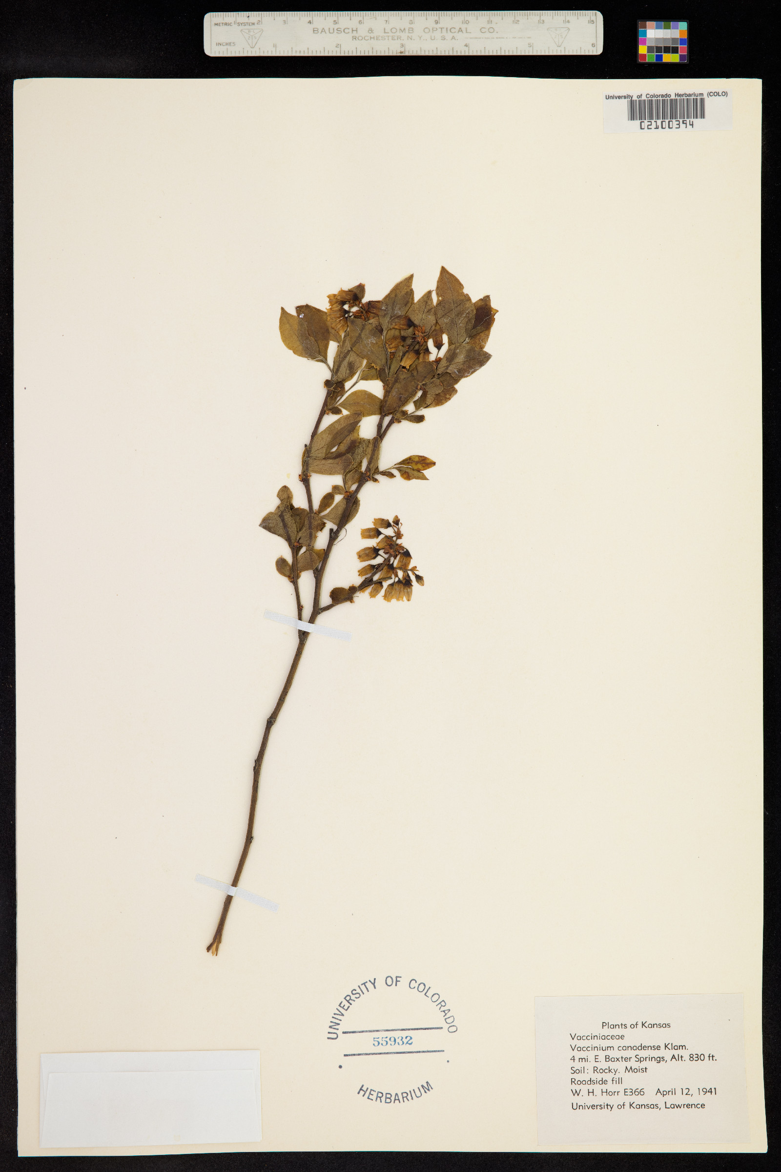 Vaccinium myrtilloides image