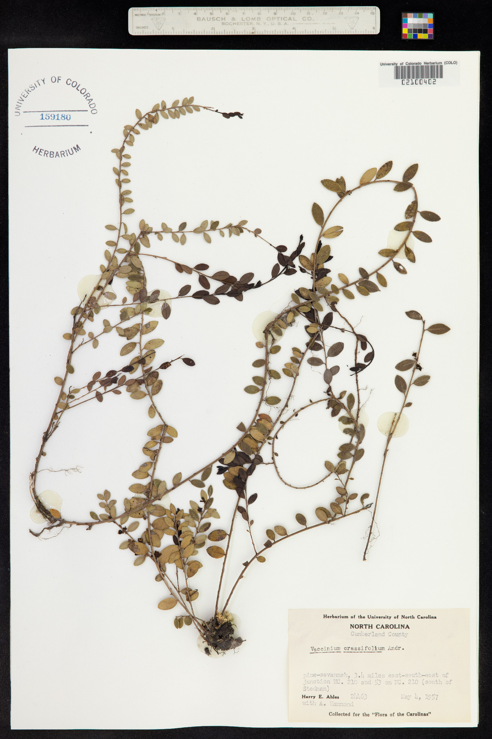 Vaccinium crassifolium image