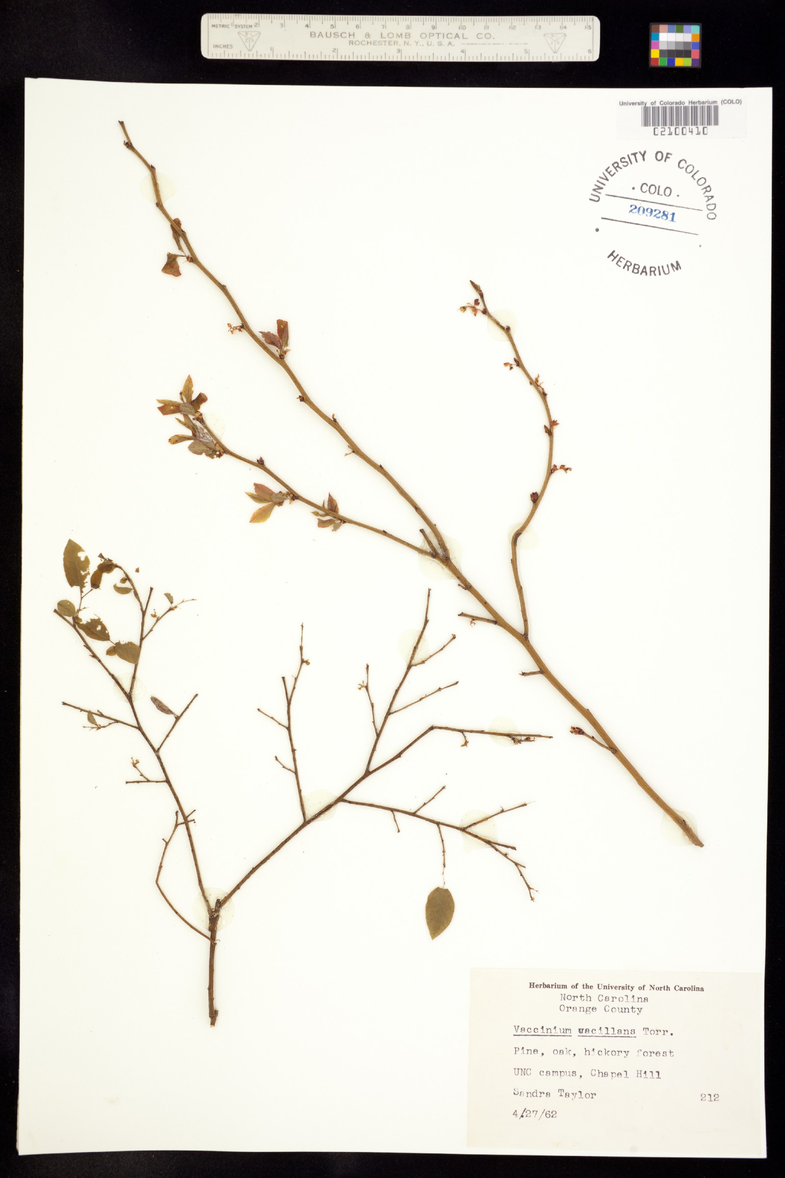 Vaccinium pallidum image