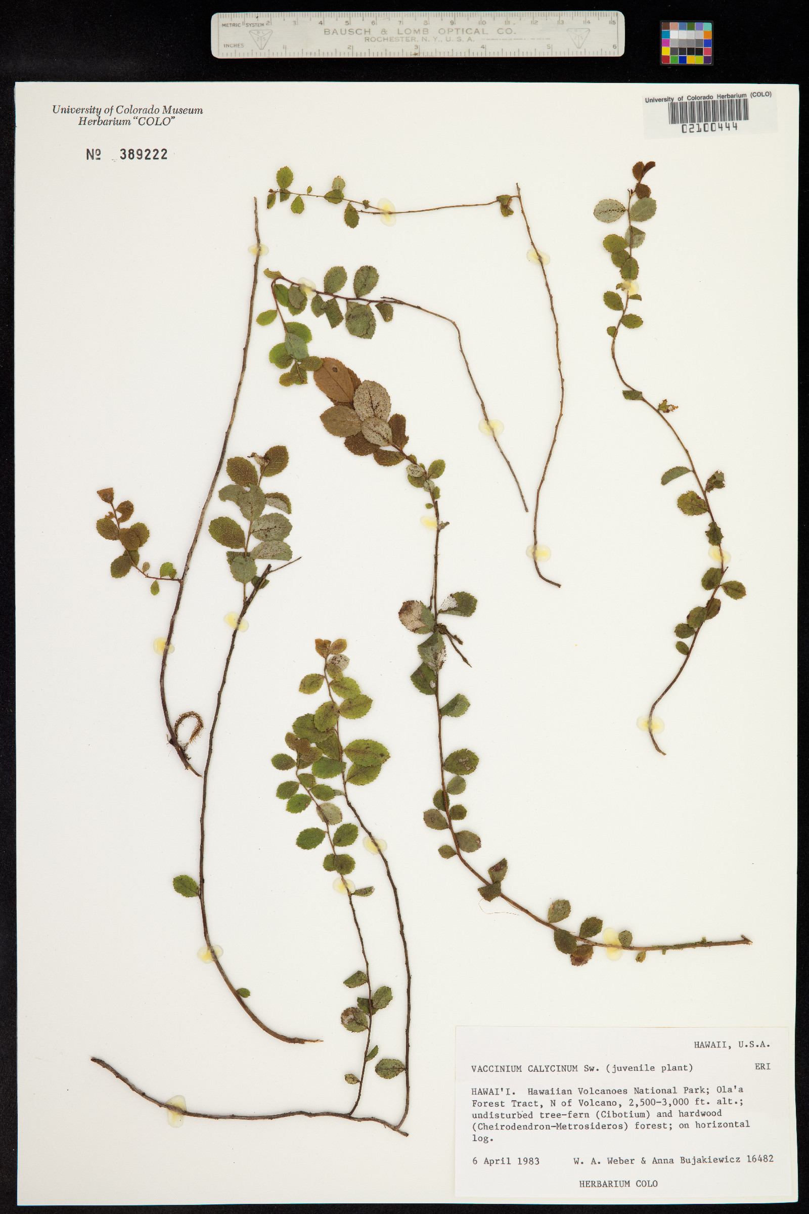 Vaccinium calycinum image