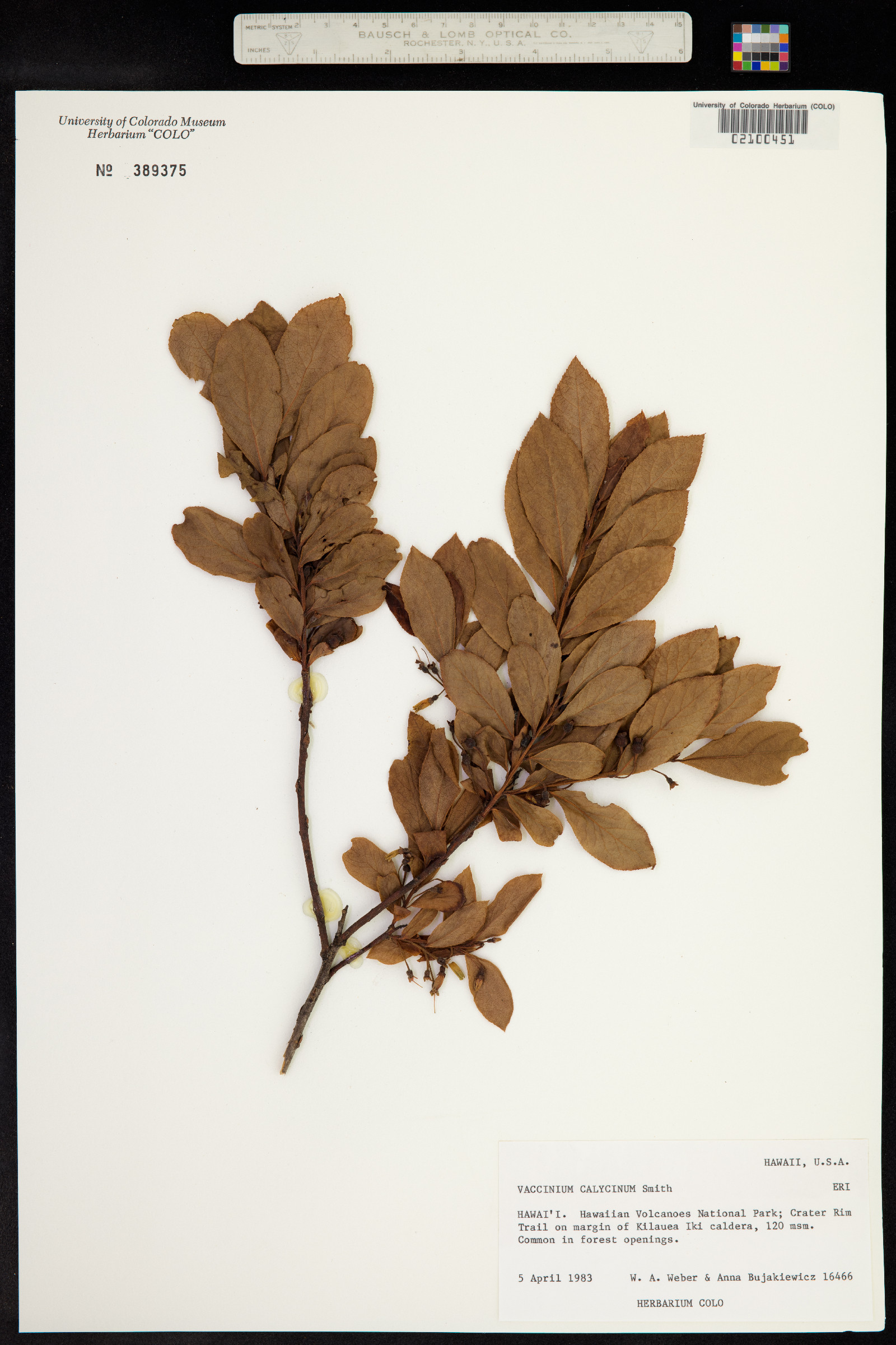 Vaccinium calycinum image