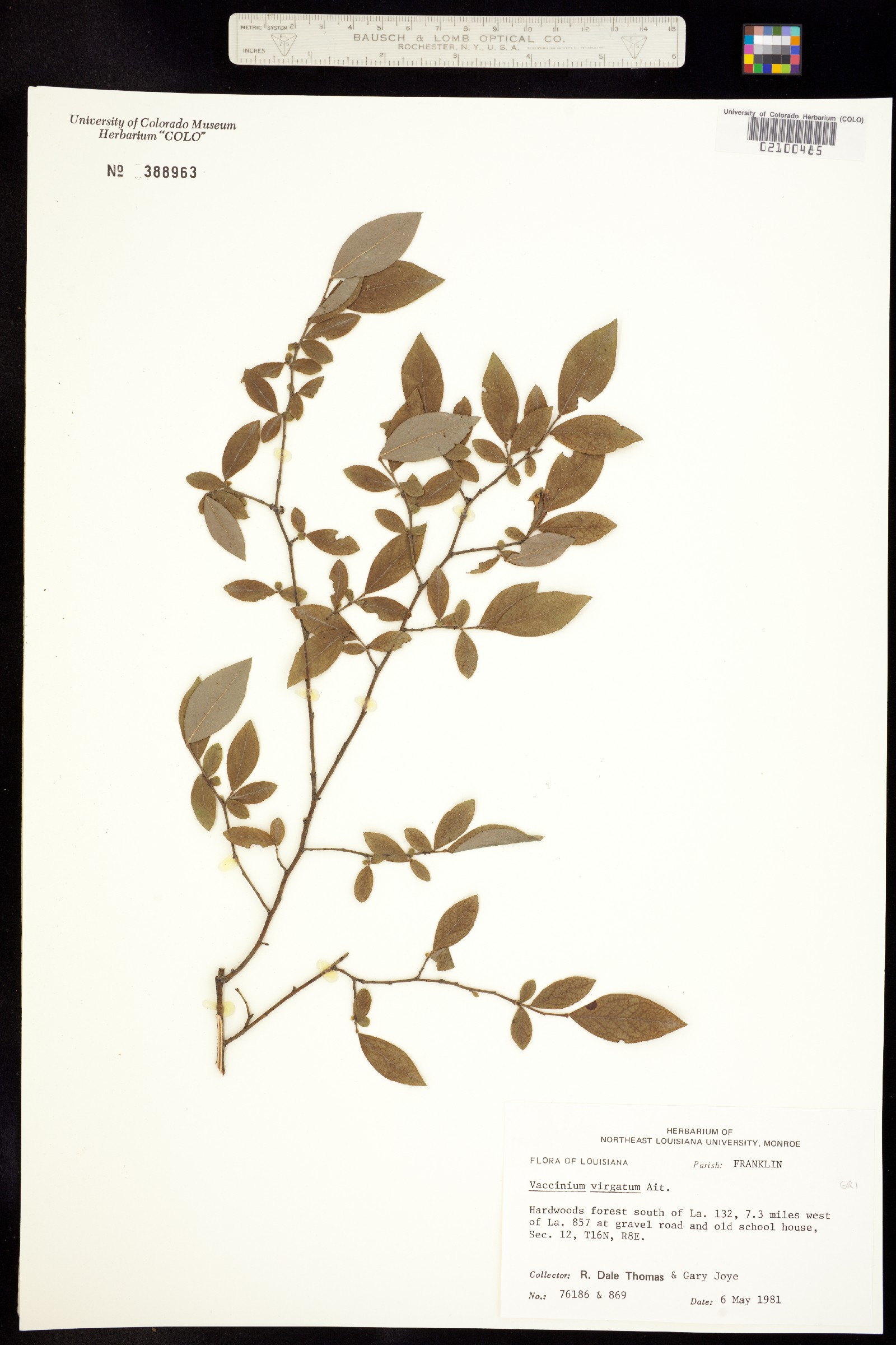 Vaccinium corymbosum image