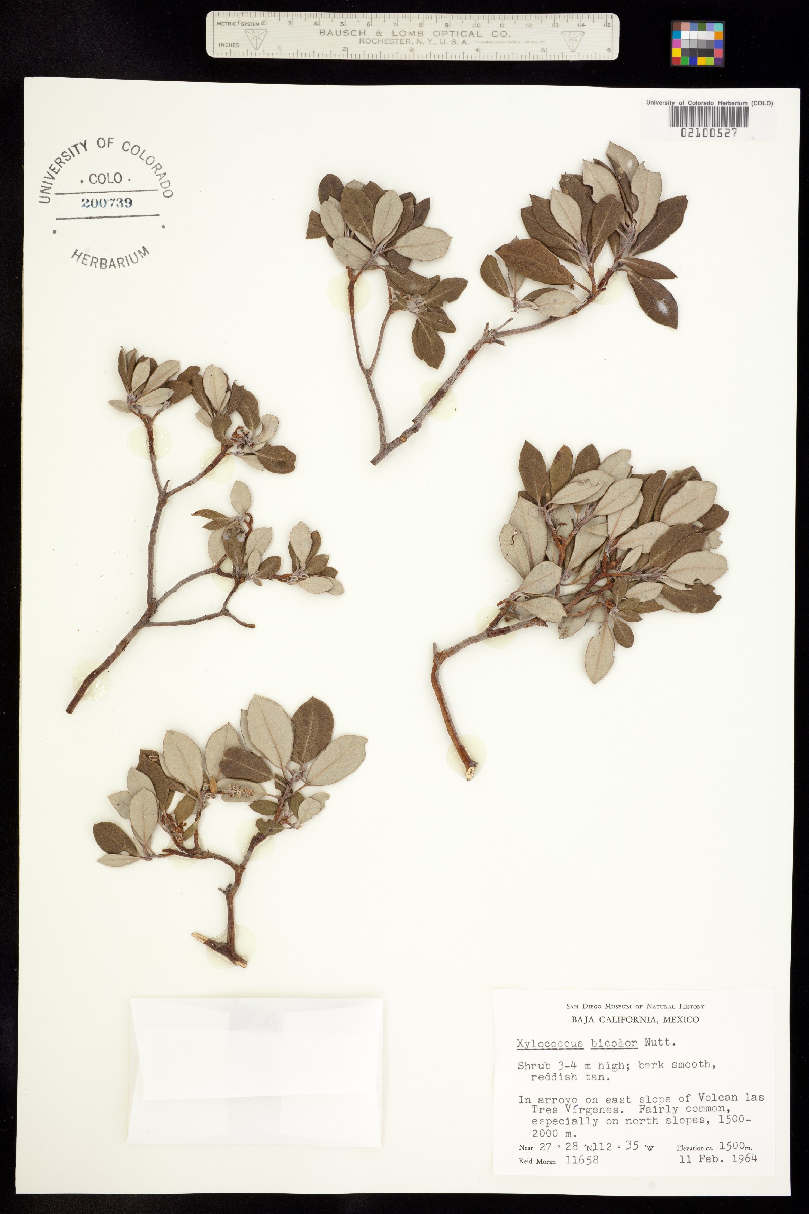 Xylococcus bicolor image