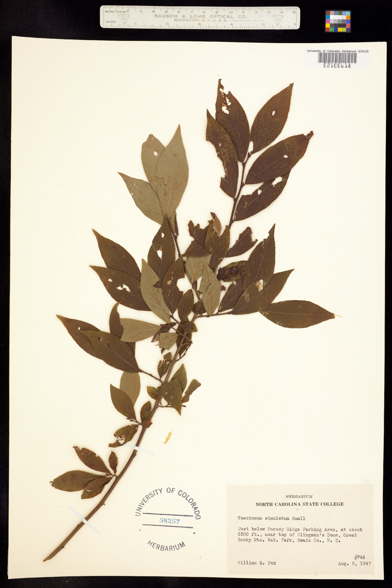 Vaccinium corymbosum image